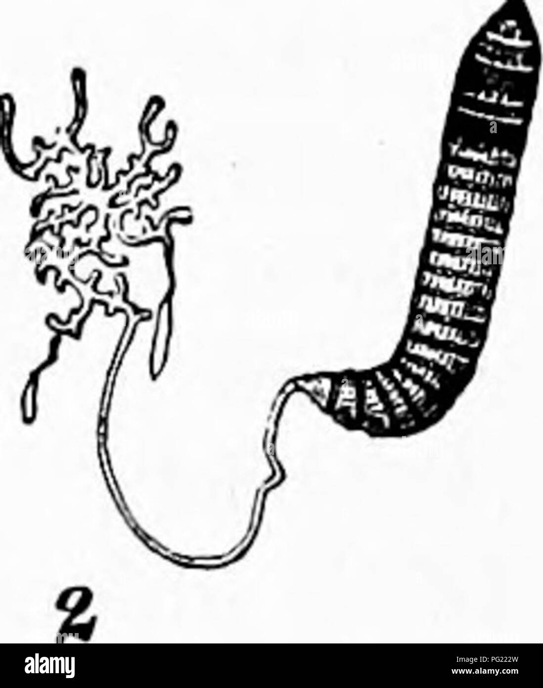 Uno studio zoologico che discute Schistosoma haematobium, un parassita che si trova nei vasi sanguigni umani, in particolare in Egitto e Sud Africa. Il parassita, comunemente noto come Bilharzia, colpisce il sistema urinario ed è responsabile di malattie endemiche in alcune regioni. Foto Stock