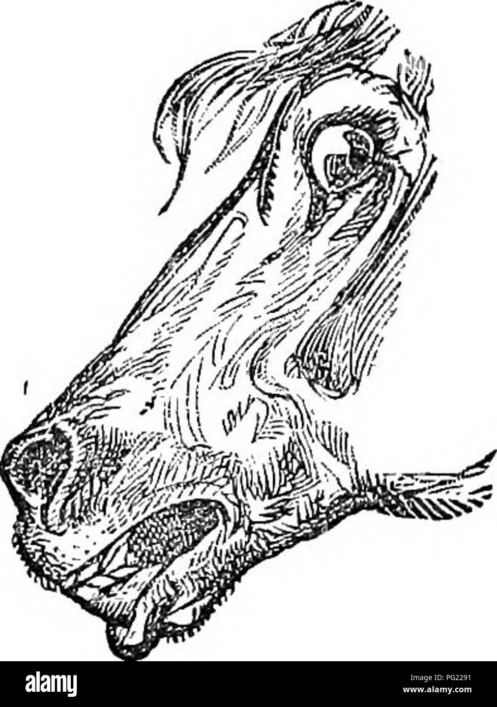 . Cavalli: la loro alimentazione e i loro piedi. Un manuale del cavallo di igiene. Cavalli; cavalli. La loro alimentazione e i loro piedi. 149 grandemente; la sua pelle è sottile e il suo sangue caldo. In Fig. 6 abbiamo un campione di pesante, sordo, stupido cavallo ; quello che ' qualsiasi può guidare", ma raramente è comandata da una passeggiata o una molto lenta infrequenti ' lope." Lui è il cavallo per provare la pazienza di un santo, quando un po' dietro al tempo per il treno. Fig. 7 Richiede un excep- tionally buon conducente per gestire lui; egli deve essere guardato o alcuni pericolosi trick della sua può improvvisamente. Fig. 7.-molto eccitabile e incorreggibile. stupire il suo proprietario Foto Stock