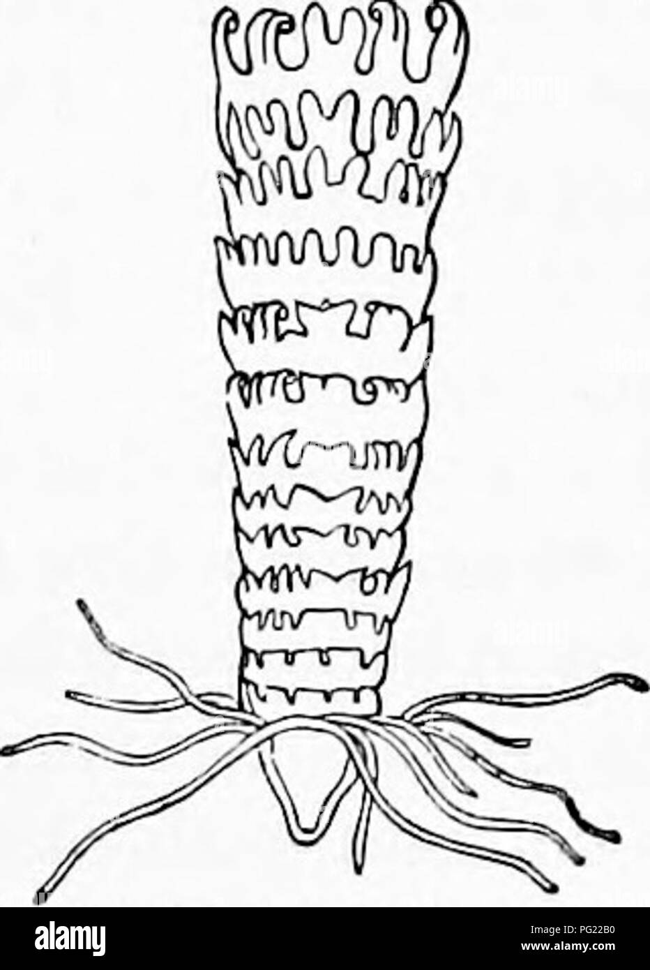 . Zoologia : per gli studenti e i lettori . Zoologia. Fig. 45.-Scyphistoma di Anrelia fiaviiluia^ a diverse epoche; magni- mentito.-Dopo Agaseiz. Separare i nervi a tratti che si uniscono con il contatto con gli organi di senso in una speciale quota del bordo del disco, formando il cosiddetto senso-portatori, che si alternano con le otto tentacoli. Avrelia aurita presenta un analogo scollegato nervoso.* Eimer conferma queste scoperte, e afferma che la ner- vous sistema in questi idrozoi deriva dal ectoderm.. Si prega di notare che queste immagini vengono estratte dalla pagina sottoposta a scansione di immagini che possono essere state enh digitalmente Foto Stock