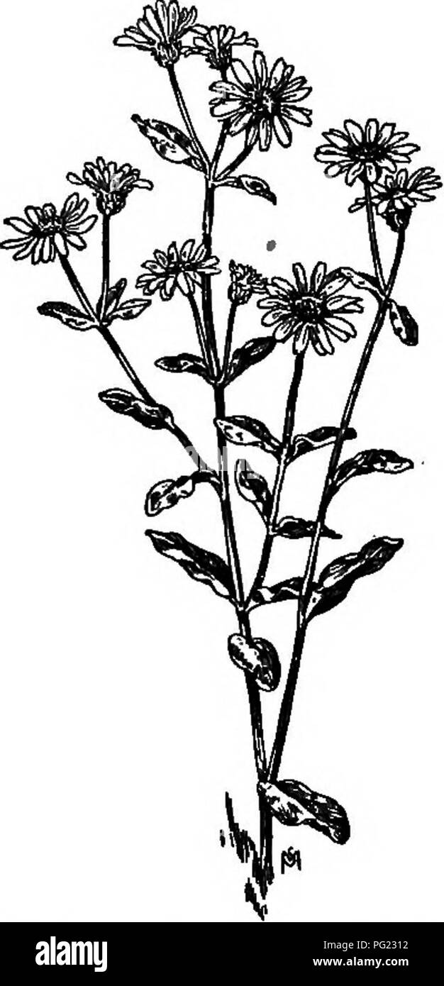 Questo manuale offre una panoramica dettagliata delle erbacce comuni negli Stati Uniti e in Canada, concentrandosi sulle loro abitudini di crescita, distribuzione e le sfide che pongono all'agricoltura. Fornisce metodi per la gestione e il controllo di questi fastidiosi impianti, favorendo pratiche efficaci di gestione delle piante infestanti per agricoltori e proprietari terrieri. Foto Stock