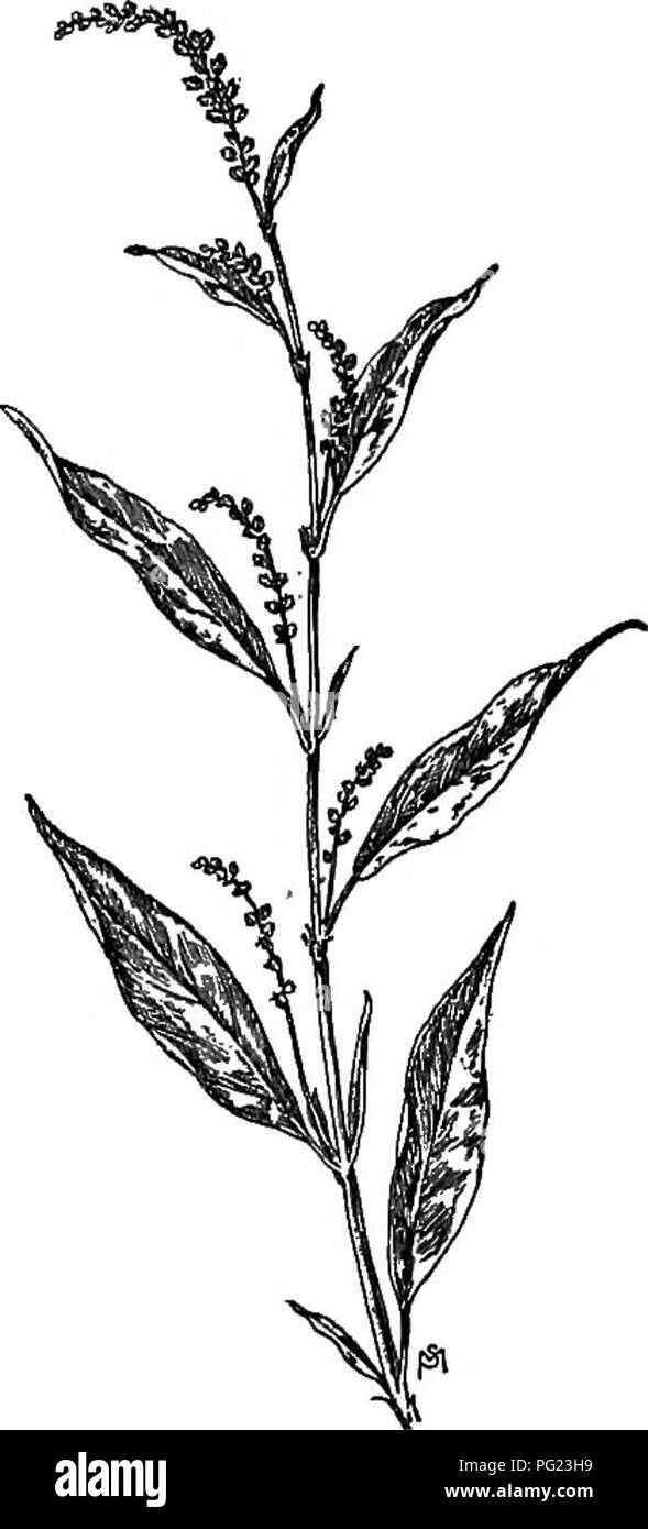 . Un manuale di erbacce : con le descrizioni di tutti i più perniciosi e fastidioso piante negli Stati Uniti e in Canada, le loro abitudini di crescita e di distribuzione, con metodi di controllo . Le erbacce. Poligonacee {GRANO SARACENO FAMIGLIA) 101 fungo che trasforma i capi in una massa di spore porpora, de- stroying i frutti in modo che "purplehead" è un beneficio dall'agricoltore del punto di vista. Achenes nero, a forma di lente, liscio e splendente. (Fig. 59) mezzi di comando Cut strettamente o tirare prima di qualsiasi semi hanno maturato. Rankly infestato di terra dovrebbe essere messo sotto la coltura prima di essere nuovamente utilizzati Foto Stock