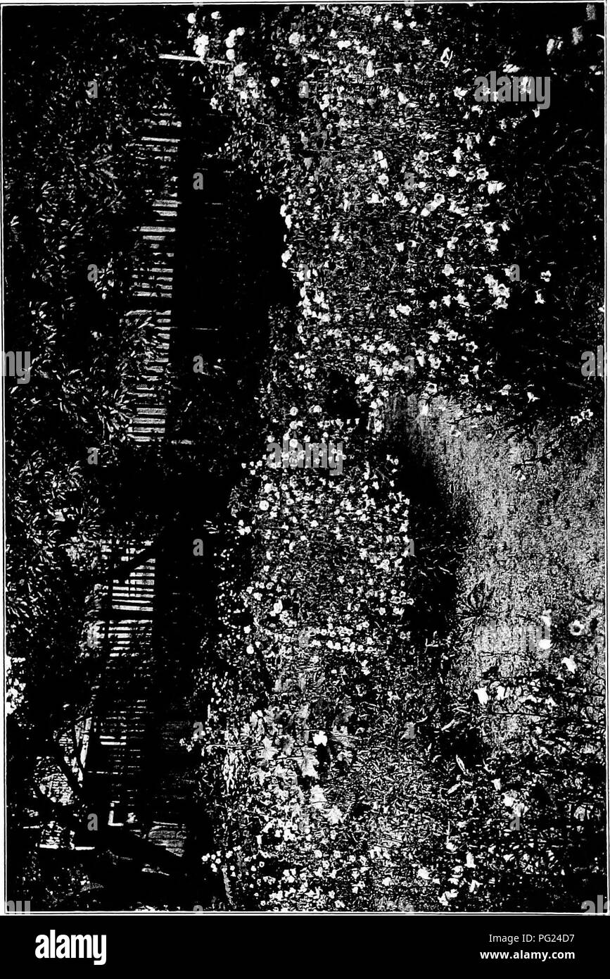 . Giardini vicino al mare; la realizzazione e la cura dei giardini su o vicino alla costa con riferimento anche per prati e giardini e da alberi e arbusti. Il giardinaggio. . Si prega di notare che queste immagini vengono estratte dalla pagina sottoposta a scansione di immagini che possono essere state migliorate digitalmente per la leggibilità - Colorazione e aspetto di queste illustrazioni potrebbero non perfettamente assomigliano al lavoro originale. Lounsberry, Alice. New York, Frederick A. Stokes company Foto Stock