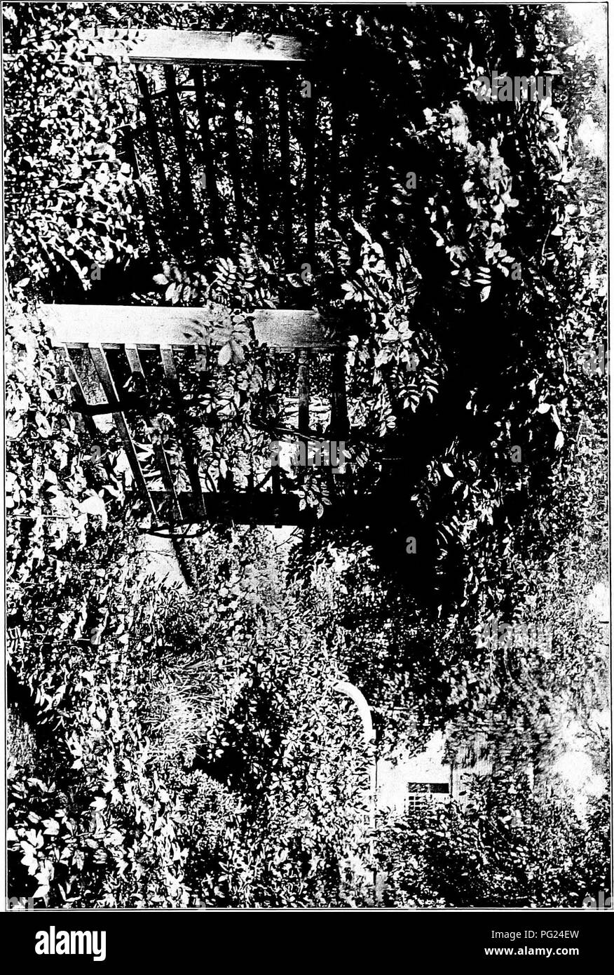 . Giardini vicino al mare; la realizzazione e la cura dei giardini su o vicino alla costa con riferimento anche per prati e giardini e da alberi e arbusti. Il giardinaggio. . Si prega di notare che queste immagini vengono estratte dalla pagina sottoposta a scansione di immagini che possono essere state migliorate digitalmente per la leggibilità - Colorazione e aspetto di queste illustrazioni potrebbero non perfettamente assomigliano al lavoro originale. Lounsberry, Alice. New York, Frederick A. Stokes company Foto Stock