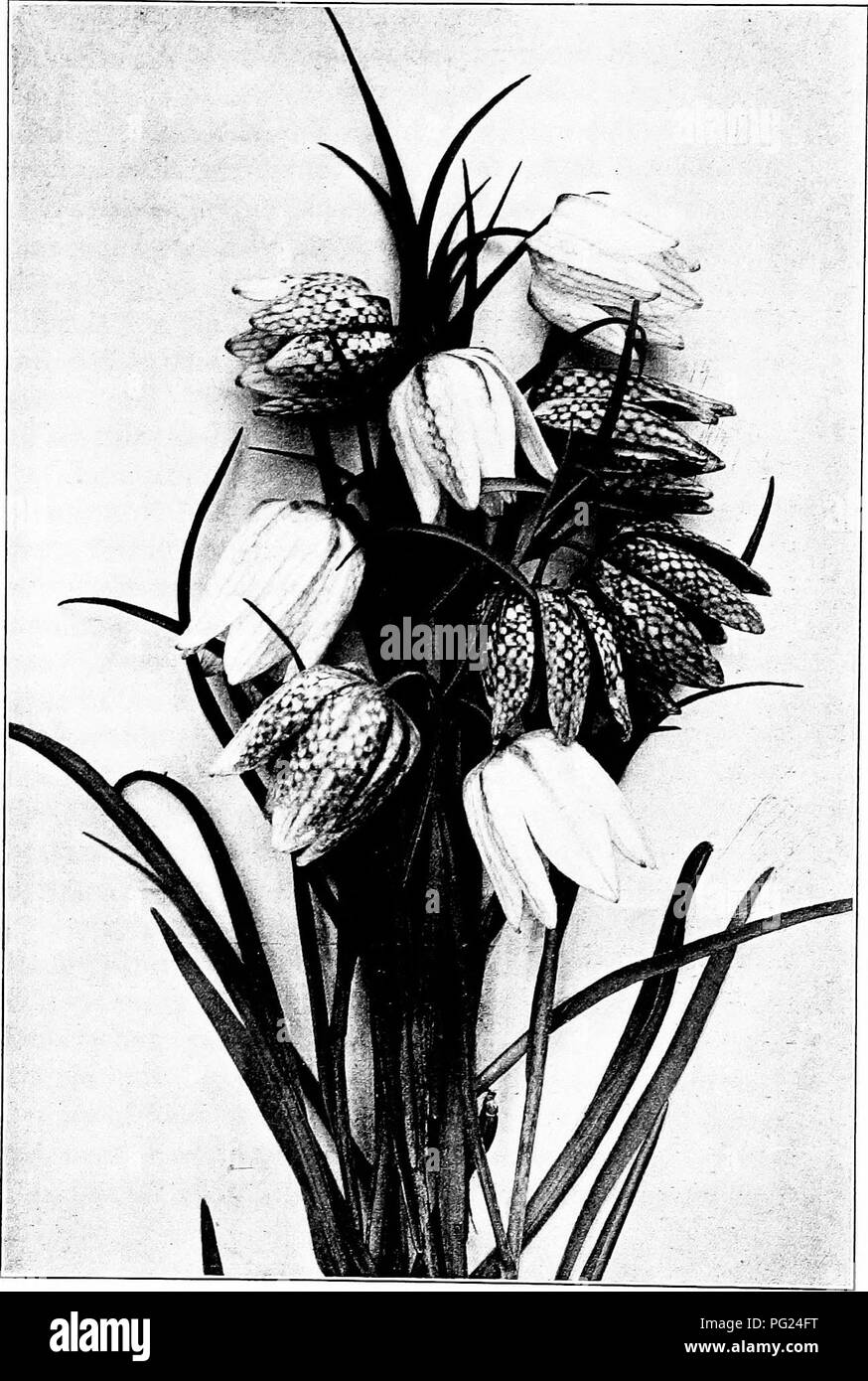 . Giardini vicino al mare; la realizzazione e la cura dei giardini su o vicino alla costa con riferimento anche per prati e giardini e da alberi e arbusti. Il giardinaggio. Piastra XXXIX di faraona fiori. Si prega di notare che queste immagini vengono estratte dalla pagina sottoposta a scansione di immagini che possono essere state migliorate digitalmente per la leggibilità - Colorazione e aspetto di queste illustrazioni potrebbero non perfettamente assomigliano al lavoro originale. Lounsberry, Alice. New York, Frederick A. Stokes company Foto Stock