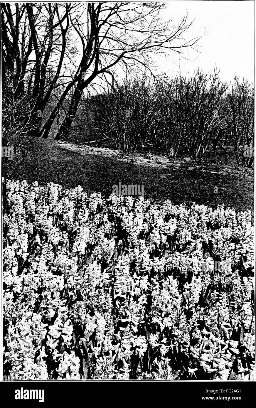 Questa guida al giardinaggio si concentra sulle sfide e le tecniche per creare e mantenere giardini costieri, offrendo consigli sulla selezione delle piante adatte agli ambienti costieri, nonché sulla cura di prati, alberi e arbusti nelle aree costiere. Foto Stock