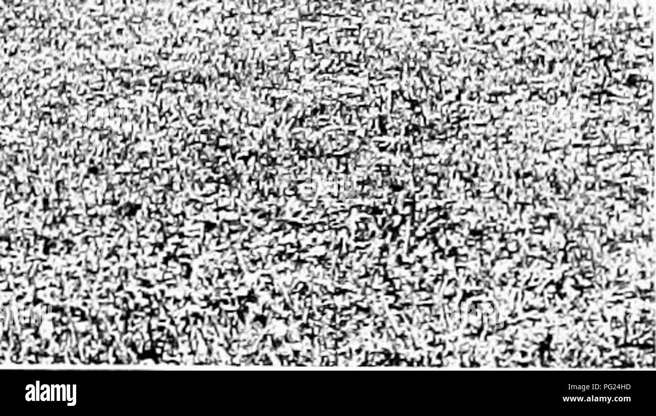 "Gardens Near the Sea" offre consigli sulla progettazione e la manutenzione dei giardini nelle zone costiere. Si concentra sulle sfide uniche del giardinaggio costiero, tra cui la scelta di piante che prosperano in condizioni salate e ventose, e presenta piante come Virginia Creeper. Foto Stock