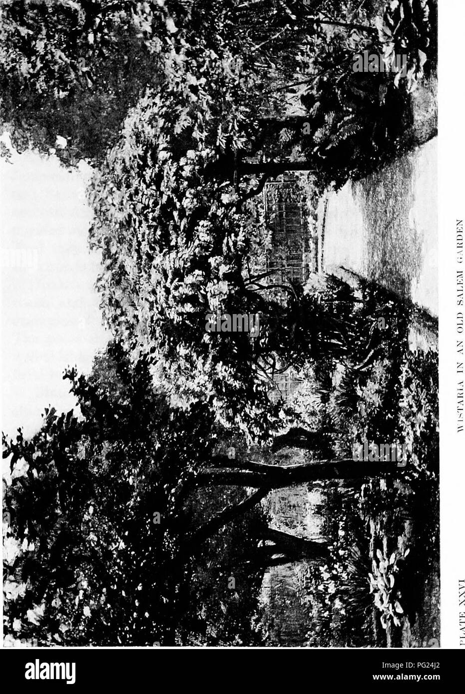 . Giardini vicino al mare; la realizzazione e la cura dei giardini su o vicino alla costa con riferimento anche per prati e giardini e da alberi e arbusti. Il giardinaggio. . Si prega di notare che queste immagini vengono estratte dalla pagina sottoposta a scansione di immagini che possono essere state migliorate digitalmente per la leggibilità - Colorazione e aspetto di queste illustrazioni potrebbero non perfettamente assomigliano al lavoro originale. Lounsberry, Alice. New York, Frederick A. Stokes company Foto Stock