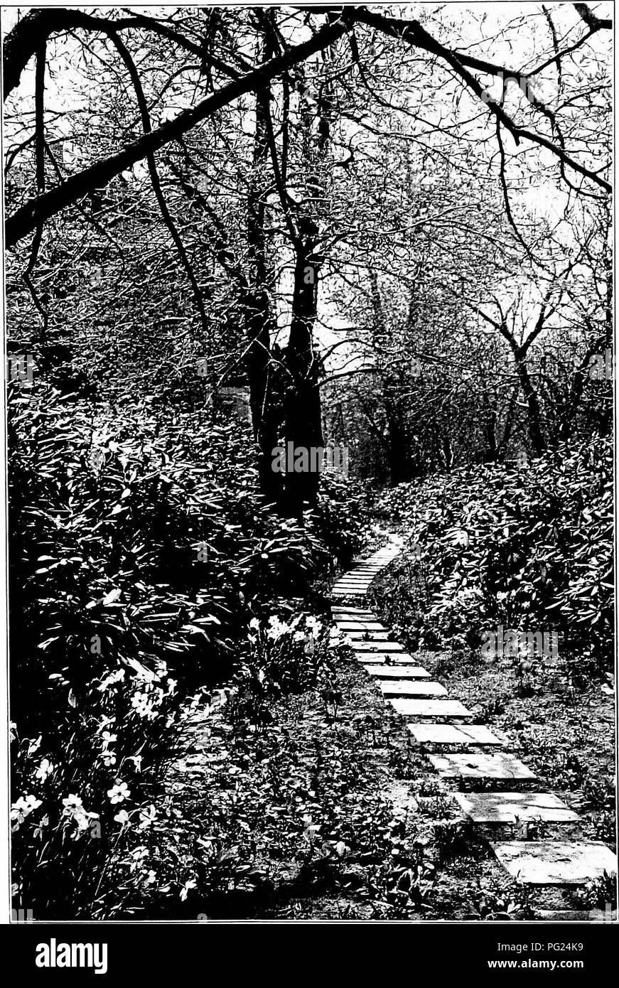 . Giardini vicino al mare; la realizzazione e la cura dei giardini su o vicino alla costa con riferimento anche per prati e giardini e da alberi e arbusti. Il giardinaggio. Piastra XVII rododendri e Narcissus poeticus. Si prega di notare che queste immagini vengono estratte dalla pagina sottoposta a scansione di immagini che possono essere state migliorate digitalmente per la leggibilità - Colorazione e aspetto di queste illustrazioni potrebbero non perfettamente assomigliano al lavoro originale. Lounsberry, Alice. New York, Frederick A. Stokes company Foto Stock