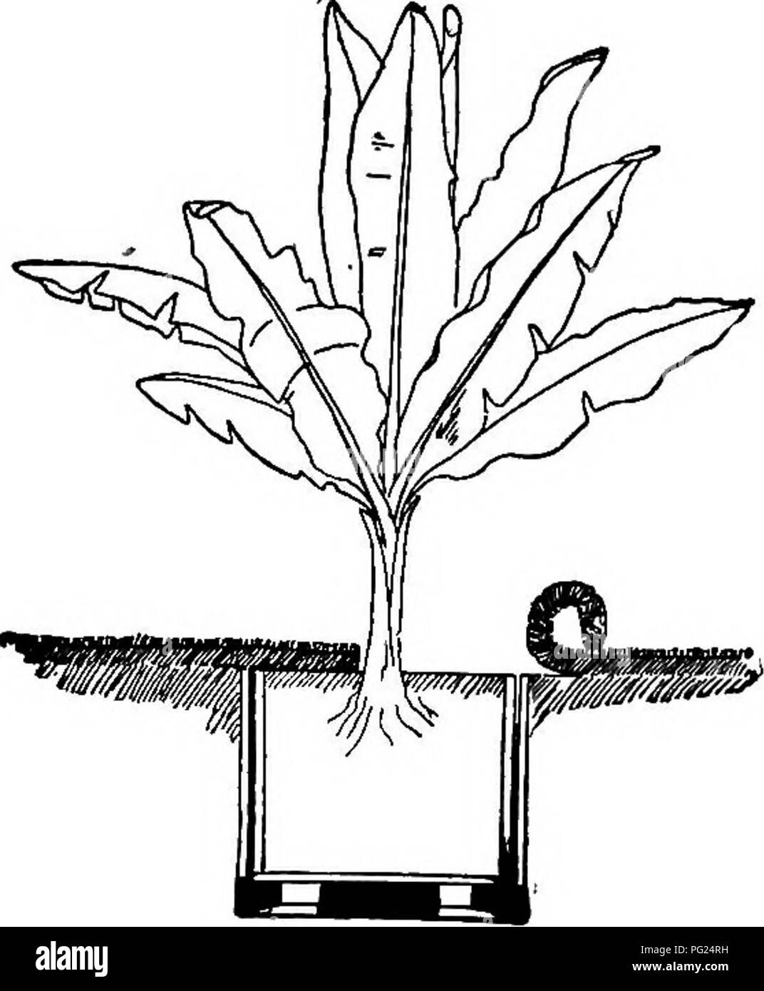 . Manuale di giardinaggio : una guida pratica per la realizzazione di motivi di casa e la coltivazione di fiori, frutta e verdura per uso domestico . Il giardinaggio. La gestione degli impianti 125. tornò a casa in autunno, essi non dovrebbero essere ammessi alla radice attraverso il foro nella pentola e il radicamento può essere pre- sfiatato ruotando il vaso intorno a ogni pochi giorni. Grandi piante decorative può essere fatto in modo da apparire come se crescono naturalmente nel prato da lavello- ing il vaso o cassetta appena al di sotto della superficie di rotolamento e la zolla su di essa, come suggerito in figura. 136. Uno spazio intorno e essere- bassa la vasca può essere fornito per ins Foto Stock