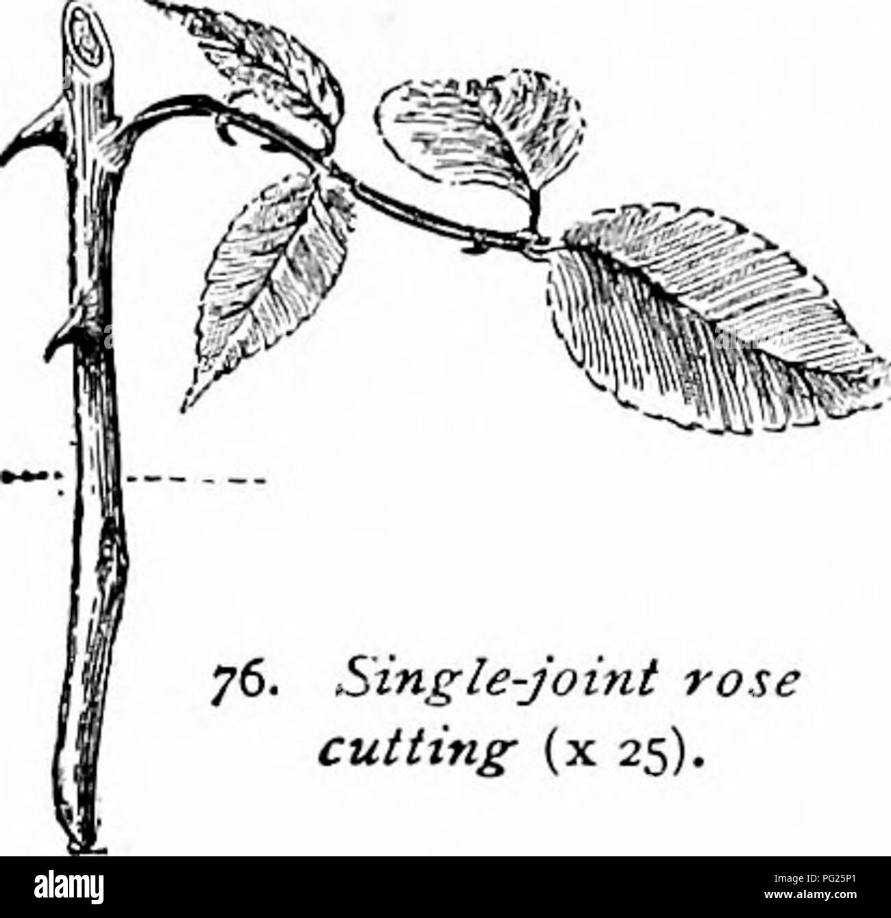 . Il vivaio-libro : una guida completa per la moltiplicazione di piante . Propagazione nel vegetale. Le talee di maturazione in legno. 69 Tali spireas come 6". craUcgifoIia, S. rolundifolia var. alba e S. Catitoncnsis { 6'. Rccvcsii del commercio), var. rohusla. Tlie lettore non deve su[)pongono tuttavia che tutte le rose tagli vengono effettuati dopo la moda di Fig. 74, althougli che è uno stile popolare. Tea Rose e altri tipi forzata, sono ampiamente propagato dal legno morbido tagliato per un singolo occhio con tutti o la maggior parte delle foglie sulla sinistra (Fig. 76). Questi ferma-talee di legno, circa due pollici di lunghezza, sono spesso resi Foto Stock