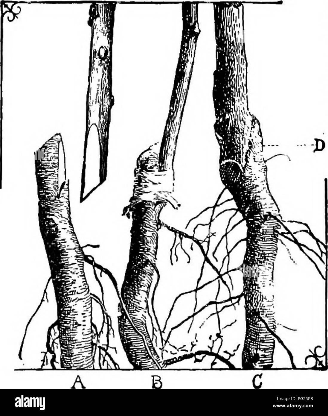 . Il vivaio-libro; una guida completa per la moltiplicazione di piante ... Il giardinaggio; propagazione nel vegetale. 114 età ad innesto. viene rimosso, corrispondente alla porzione prelevata dal magazzino. La piccola linguetta di corteccia sullo stock copre la base della prop quando è impostato. Il prop è legato strettamente alla stock {B, Fig. iii), di solito con la rafia. Questo metodo di innesto non fa nessuna incisione nel legno e tutte le superfici di feriti sono completamente coperte dal riscontro della prop e stock. (Vedere Fig. 83, pagina 88, e la si confronta con la foto di una frusta di innesto di unione in Fig. 84, pagina 89.) non è necessario Foto Stock