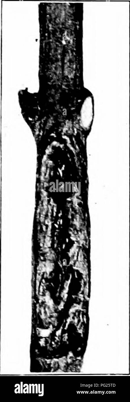 . Insetti dannosi : come riconoscere e il loro controllo . Pesti di insetto e pesti di insetto. FiG. 342.- tramoggia. ral dimensioni. - La struttura di Buffalo- allargata e natu- originale. 9k Fig. 343. -Lavori di Buffalo Tree-hop- a. Originale. Fig. 344.-Il lavoro del periodico cicala. Originale. tures è di forma triangolare, Ught di color verde, thi-ee ottavi di pollice lungo e ha un due-cornuto ingrandire- mento nella parte anteriore del suo corpo. Il giovane che si schiudono dalle uova non alimentare in o su un ramoscello, ma su vari infestanti. Nel controllo, erbacce dovrebbe essere mantenuto basso nel frutteto e tT-igs che mostrano numerosi dell'uovo-lay- ho Foto Stock