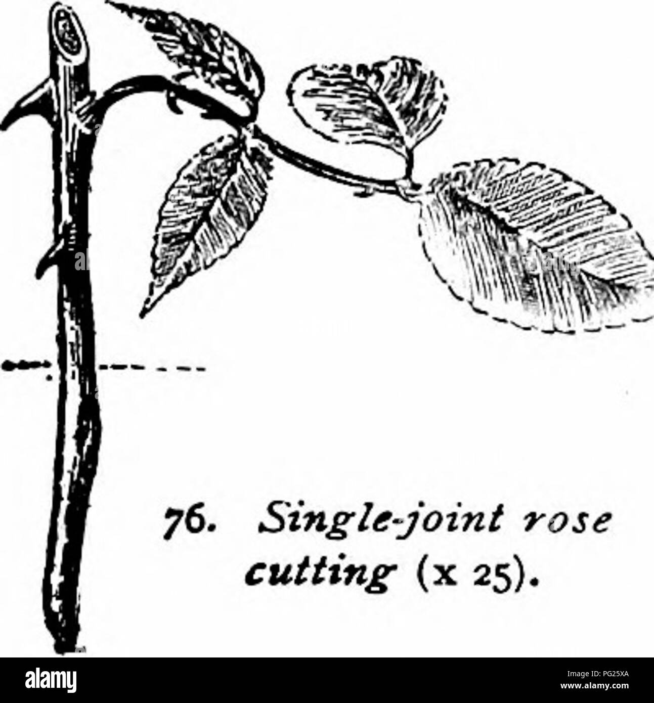 . Il vivaio-libro; una guida completa per la moltiplicazione di piante ... Il giardinaggio; propagazione nel vegetale. Le talee di maturazione in legno. 6g tale spireas come .S. crata:gifolia, S. rotundifolia var. alba E .S. Cantonensis ( S. Reevesii del commercio), var. robusta. Il lettore non deve supponiamo però che tutte le rose tagli vengono effettuati dopo la moda di Fig. 74, anche se si tratta di un popolare stile. Tea Rose e altri tipi forzata, sono ampiamente propagato dal legno morbido tagliato per un singolo occhio con tutti o la maggior parte delle foglie sulla sinistra (Fig. 76). Questi ferma-talee di legno, circa due pollici di lunghezza, sono spesso Foto Stock