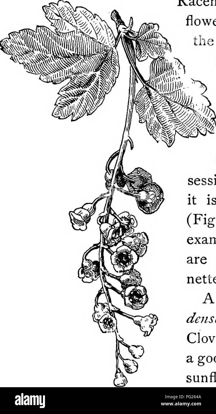 . Principianti " botanica. La botanica. Fiore-cluster 157 verso l'alto (Fig. 213). Il racemo può essere terminale per il ramo principale; oppure essa può essere una laterale di esso, come in Fig. 214. Racemi spesso portano i fiori su un lato dello stelo, formano così- V ing una singola riga. &Gt;^ quando un cen- tripetal flower- cluster è lunga e densa e i fiori sono sessili o quasi così è chiamato un arpione (Fig. 215). Esempi comuni di picchi sono piantaggine, migno- nette, mullein. Un breve e denso spike è una testa. Trifoglio (Fig. 216) è un buon esempio. Il girasole e piante correlate recare molti piccoli fiori in un molto denso e Foto Stock