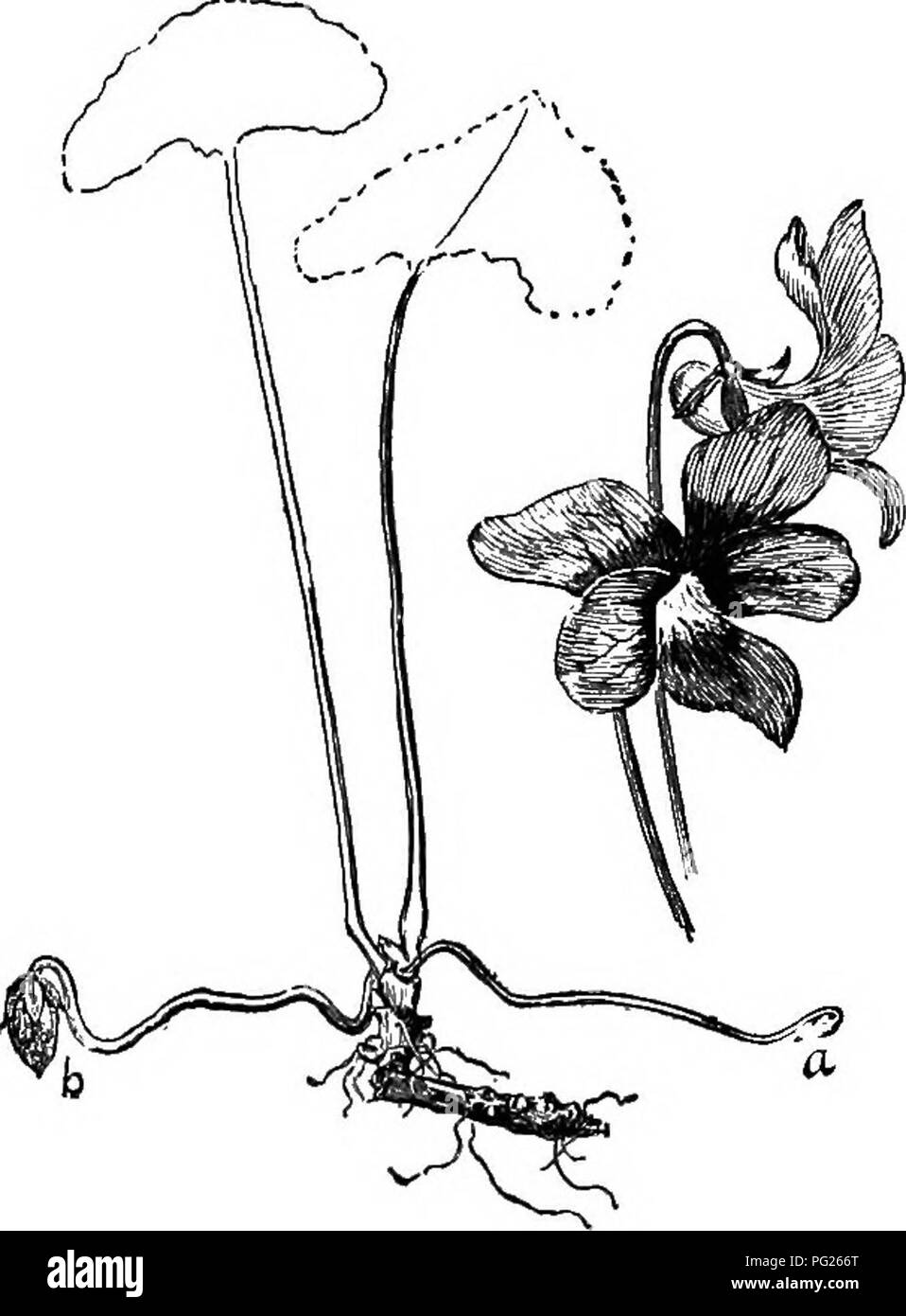 Questo testo introduttivo di botanica tratta i fondamenti della fertilizzazione e dell'impollinazione dei fiori. Spiega i concetti di auto-impollinazione e impollinazione incrociata ed esplora varie strutture floreali, tra cui fiori cleistogami che impediscono l'impollinazione incrociata. Foto Stock