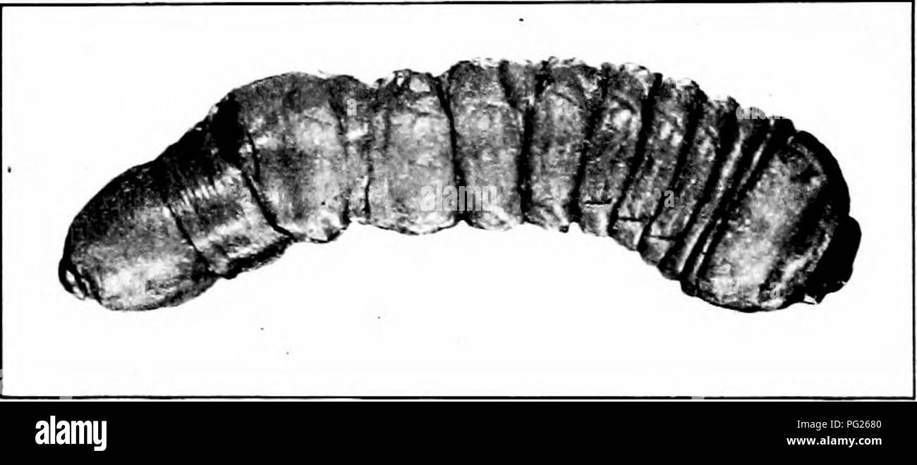 . Insetti dannosi : come riconoscere e il loro controllo . Pesti di insetto e pesti di insetto. Fig. 294.-adulto della radice di uva- borer. Allargata a due volte la dimensione naturale. Originale. dell'larvs dalle radici bj' mano è talvolta praticata. due formati dei dispositivi di prelievo nelle radici. Wlien matura, borer pupates appena al di sotto del sur- la faccia della terra. L'adulto è un chiaro-winged moth closelj' che assomiglia a una vespa. Culti^'atiou in giugno e luglio wiU distruggere o bury molti di pupa. Vigneti dovrebbe essere stimolato liberamente in modo da resistere agli attacchi. Distacco Prionid tarli (Prionus spp.). Fig. 295. - Una sonda campionatrice Prionid. Sl Foto Stock