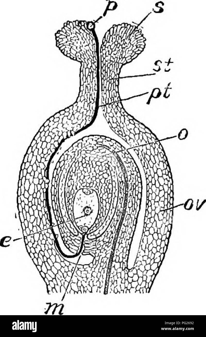 Questo testo spiega il processo di fecondazione e impollinazione dei fiori, compresa l'autofecondazione, la fecondazione incrociata e il ruolo del polline nella riproduzione vegetale. Foto Stock