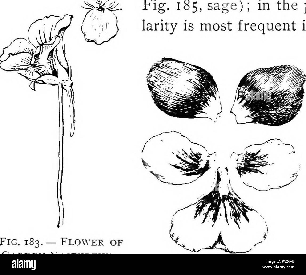 . Principianti " botanica. La botanica. Fig. 182. - Amenti del salice. Un staminate flower è mostrato in corrispondenza di j e un fiore pistillate / a. Il staminate e pistillate sono su diversi impianti.. Fig. 183.- fiore del giardino i Nasturzi Separare il petalo a. Il calice è prodotta in una linea di derivazione. FIG. 1S4. - Le cinque petali del PNbV, staccato per mostrare la forma.. Si prega di notare che queste immagini vengono estratte dalla pagina sottoposta a scansione di immagini che possono essere state migliorate digitalmente per la leggibilità - Colorazione e aspetto di queste illustrazioni potrebbero non perfettamente assomigliano al lavoro originale. Bailey, L. H. (Liberty Hyde), 18 Foto Stock