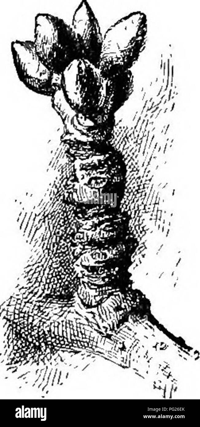 . Principianti " botanica. La botanica. Fig. 150.- Frutta-euds di Apple su speroni : un gemme dormienti in cima. Fig. 151, -Clus- ter di frutta- boccioli di ciliegio dolce, con una foglia appuntita-bud in cen- ter. Fig. 152. - Due frutti-boccioli di pesca con una foglia- bud tra.. Si prega di notare che queste immagini vengono estratte dalla pagina sottoposta a scansione di immagini che possono essere state migliorate digitalmente per la leggibilità - Colorazione e aspetto di queste illustrazioni potrebbero non perfettamente assomigliano al lavoro originale. Bailey, L. H. (Liberty Hyde), 1858-1954. New York, la Macmillan company Foto Stock