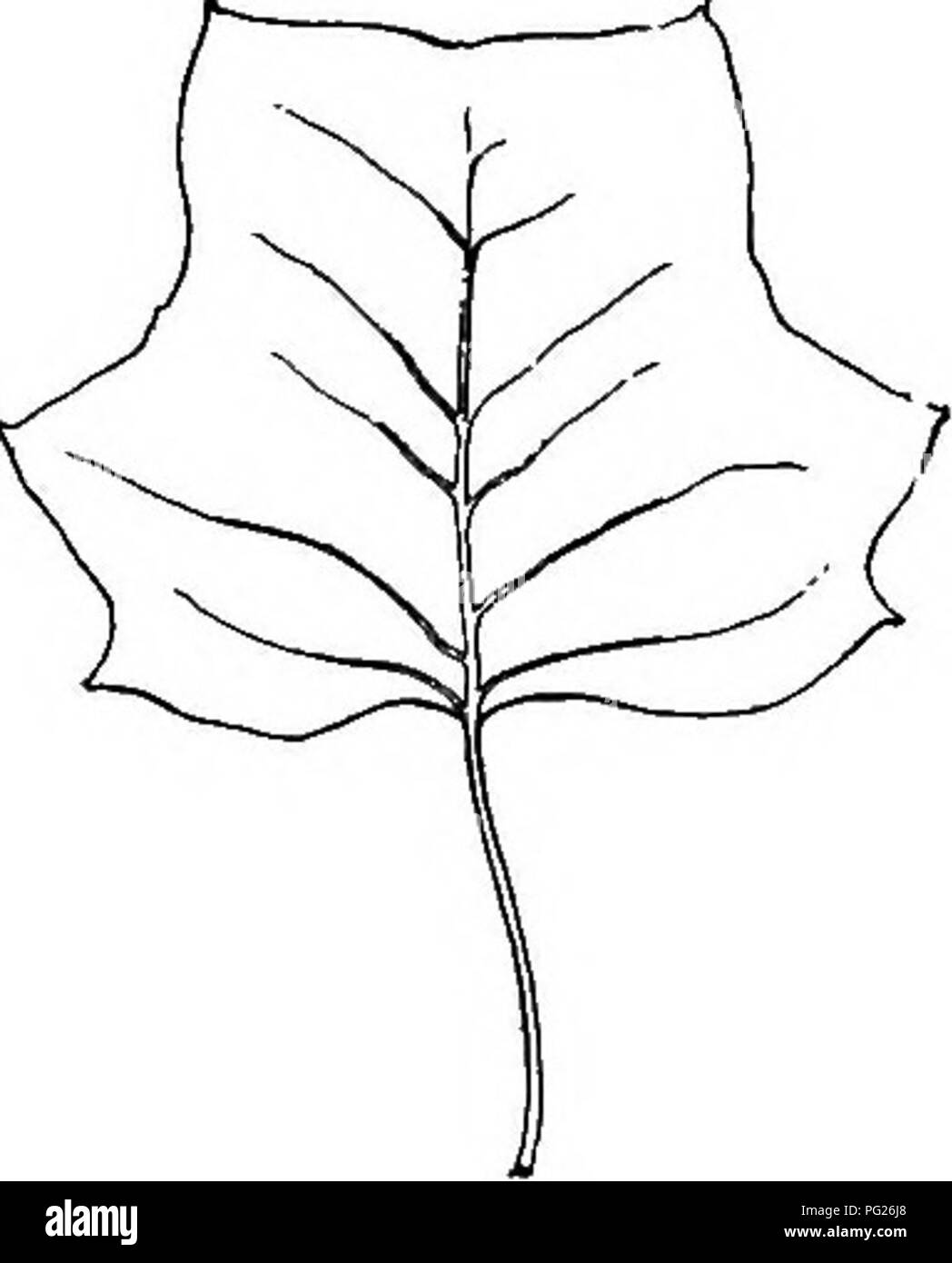 . Principianti " botanica. La botanica. Fig. 107. -Orbicular lobati e foglie. Fig. ioS.-troncare la foglia dell'albero dei tulipani. La forma di molte delle foglie è descritto in combinazioni di questi termini : come ovali-lanceolate, foglie lanceolate-oblunga. La forma della base e apice della foglia o del lembo è spesso caratteristico. La base può essere arrotondato (Fig. 104), la rastremazione (Fig. 93), cuoriformi o a forma di cuore (Fig. 105), troncare o squadrati come se tagliato. L'apice può essere smussata o ottuso, acuta o Sharp, acuminate o lunga appuntita, trun- cate (Fig. 108). Esempi di nomi. La forma del margine è anche caratteristico di ogni tipo di lea Foto Stock