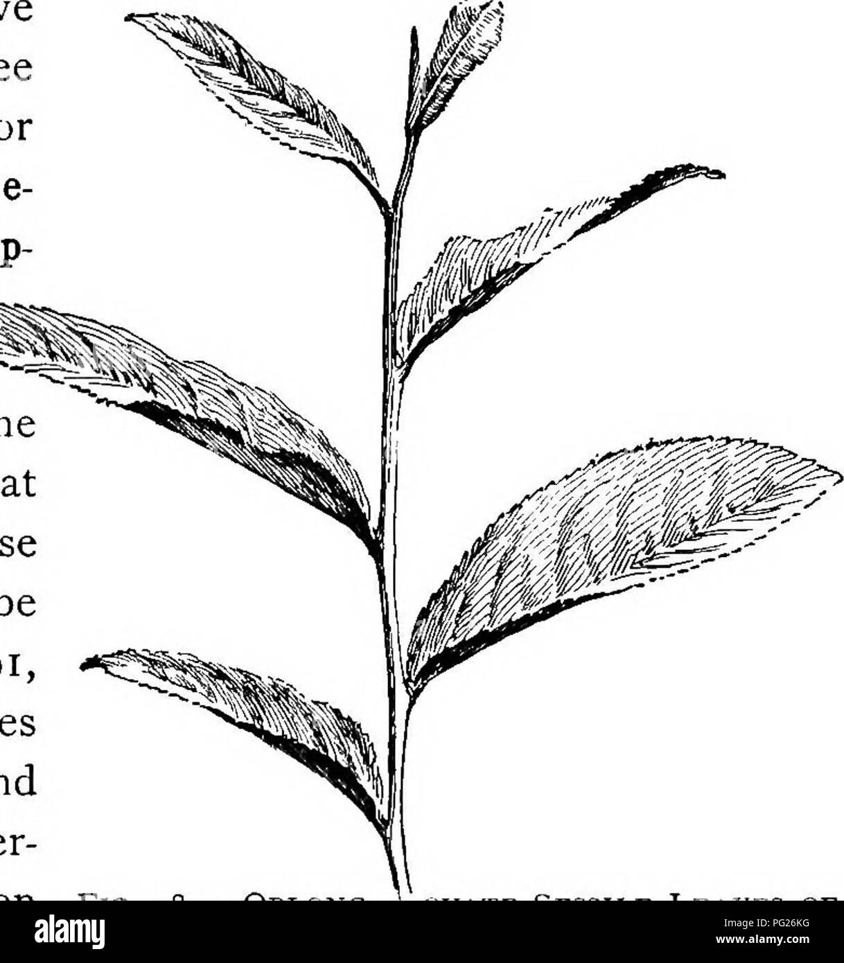 . Principianti " botanica. La botanica. Fig. 97.- DlGITATELY PARTED FOGLIE DI Begonia. parted, se i seni di raggiungere i due terzi o più per il controfiletto (Fig. 97); diviso, se seni raggiungere quasi o piuttosto per il controfiletto. Le parti sono chiamati lobi, divisioni, o seg- menti, anziché leaf- consente a. La foglia può essere pinnately o digitately un pinnately parted o lobata, parted, schisi o divisi. schisi leaf è detta a volte pinnatifid foglie può avere una o tutte le tre parti - la lama o la parte espansa; pe- tiole, o peduncolo; stip- ules o appendici alla base del picciolo. Una foglia che ha tutti e tre di t Foto Stock