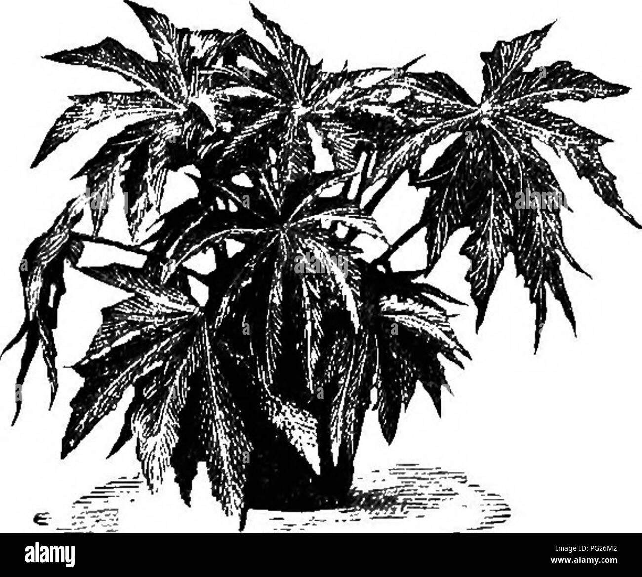 . Principianti " botanica. La botanica. 1^ BEGIXNERS' botanica. Fig. 97.- DlGITATELY PARTED FOGLIE DI Begonia. parted, se i seni di raggiungere i due terzi o più per il controfiletto (Fig. 97); diviso, se seni raggiungere quasi o piuttosto per il controfiletto. Le parti sono chiamati lobi, divisioni, o seg- menti, anziché leaf- consente a. La foglia può essere pinnately o digitately un pinnately parted o lobata, parted, schisi o divisi. schisi leaf è detta a volte pinnatifid foglie può avere una o tutte le tre parti - la lama o la parte espansa; pe- tiole, o peduncolo; stip- ules o appendici alla base del picciolo. Una foglia t Foto Stock