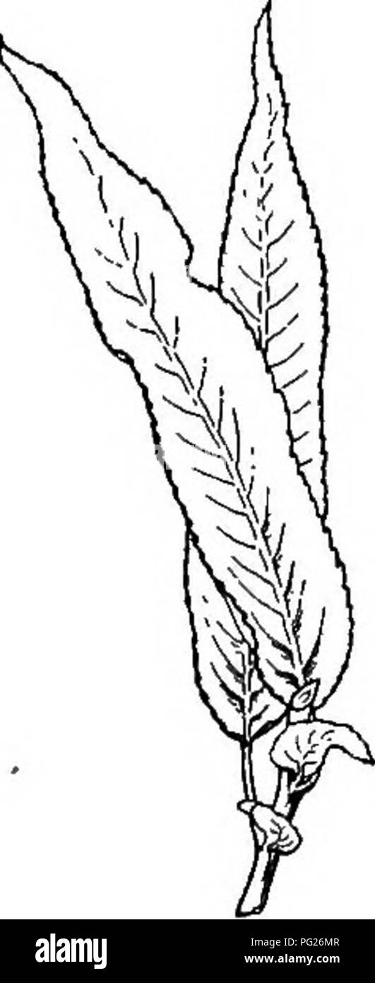 . Principianti " botanica. La botanica. 74 principianti " Botanica il metodo di mescolamento o ramificazione segue le modalità di venature. Le venature o venatura, è di due gen- erale tipi: in alcune piante le principali vene divergenti e non vi è una cospicua net- Lavoro di vene più piccole; tali lamine sono compensate venata. Essi sono caratteristici di dicotiledoni. In altre piante principali vene sono parallele o quasi, e non vi è alcuna cospicua rete; questi sono paralleli venata di foglie (Figg. 89, 102). Queste foglie sono la regola in monocoty- ledonous piante. La venatura di compensate- foglie venato è pinnate o feath Foto Stock