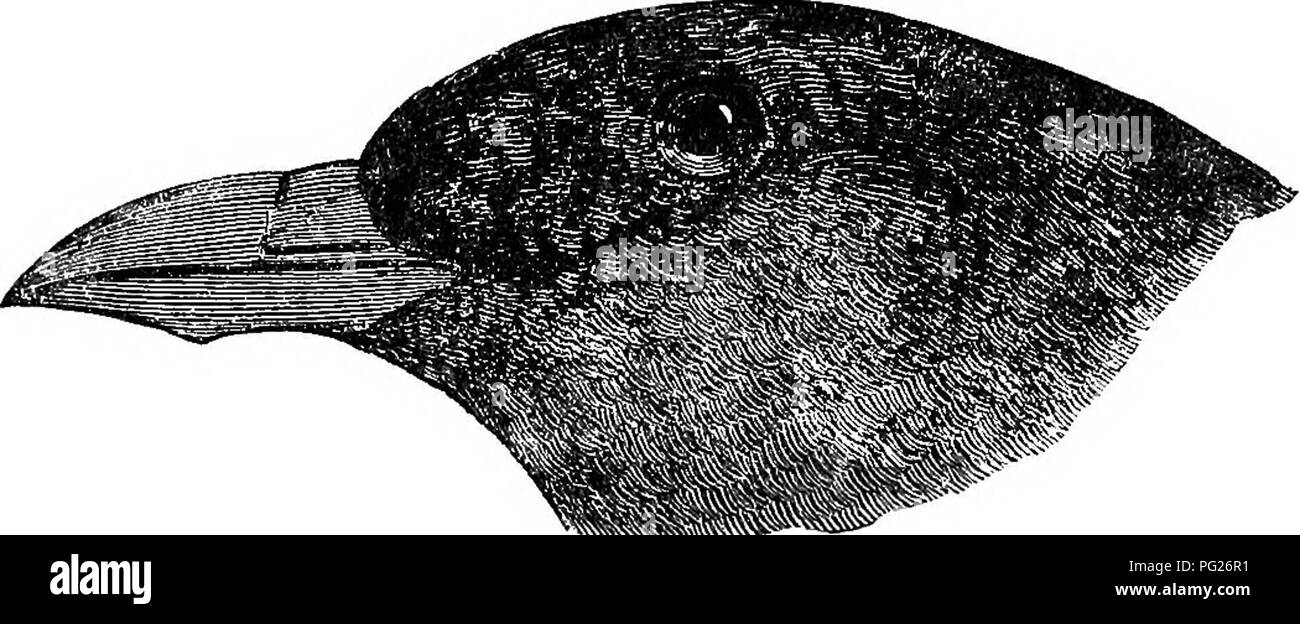 . Chiave per uccelli del Nord America. Contenente un conciso conto di ogni specie di vita e di uccelli fossili attualmente conosciuti dal continente nord del Messico e degli Stati Uniti, di confine inclusive della Groenlandia e la Bassa California, con il quale sono incorporati generali di ornitologia: un contorno della struttura e la classificazione degli uccelli; e campo ornitologia, un manuale di raccolta, preparazione e conservazione degli uccelli. Gli uccelli; uccelli. il cambiamento nella mandibola superiore è deciso, come in F. arctica, ma la differenza nella mandibola inferiore è relativamente leggera. In uccelli della molla iirst il terminale Foto Stock
