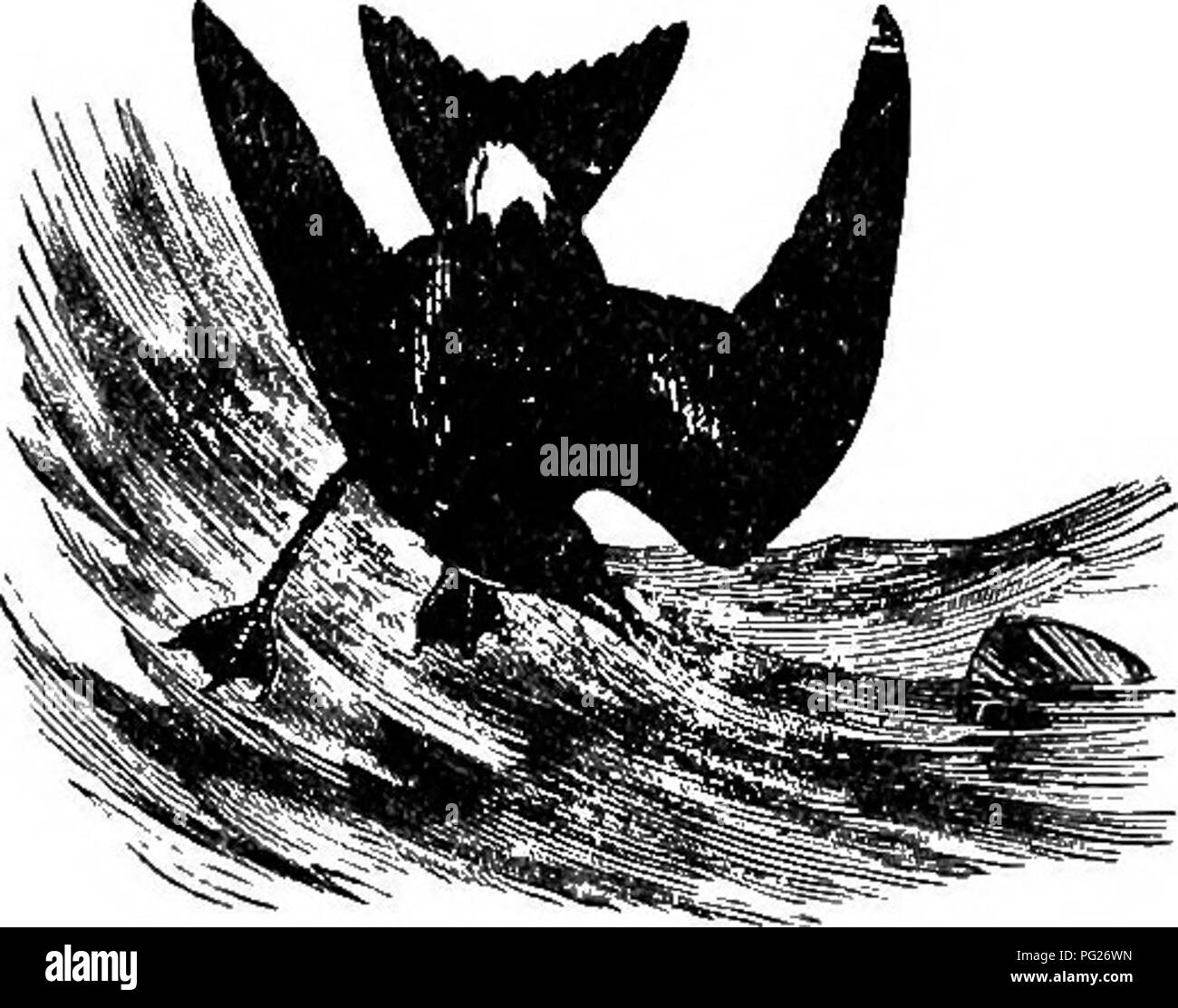 . Chiave per uccelli del Nord America. Contenente un conciso conto di ogni specie di vita e di uccelli fossili attualmente conosciuti dal continente nord del Messico e degli Stati Uniti, di confine inclusive della Groenlandia e la Bassa California, con il quale sono incorporati generali di ornitologia: un contorno della struttura e la classificazione degli uccelli; e campo ornitologia, un manuale di raccolta, preparazione e conservazione degli uccelli. Gli uccelli; uccelli. PBOOELLABIID^ - PBOCELLABIINM: PETBELS. 781 convergono a punta stretta; meno di metà come lungo come capo, e circa la metà del tarso. Le ali ripiegabili oltre la coda; 3d lungo primario Foto Stock