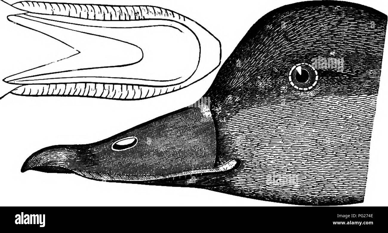 . Chiave per uccelli del Nord America. Contenente un conciso conto di ogni specie di vita e di uccelli fossili attualmente conosciuti dal continente nord del Messico e degli Stati Uniti, di confine inclusive della Groenlandia e la Bassa California, con il quale sono incorporati generali di ornitologia: un contorno della struttura e la classificazione degli uccelli; e campo ornitologia, un manuale di raccolta, preparazione e conservazione degli uccelli. Gli uccelli; uccelli. 714 sinossi sistematica. ÂLAMELLIB0STBE8 â ANSEBES.. Fig. 496. Â femmina Orchetto nero. (Annuncio nat. del. Massa E.C.J, in giugno e luglio. (N.B. Il superiore di fig. 496 mostra misura Foto Stock