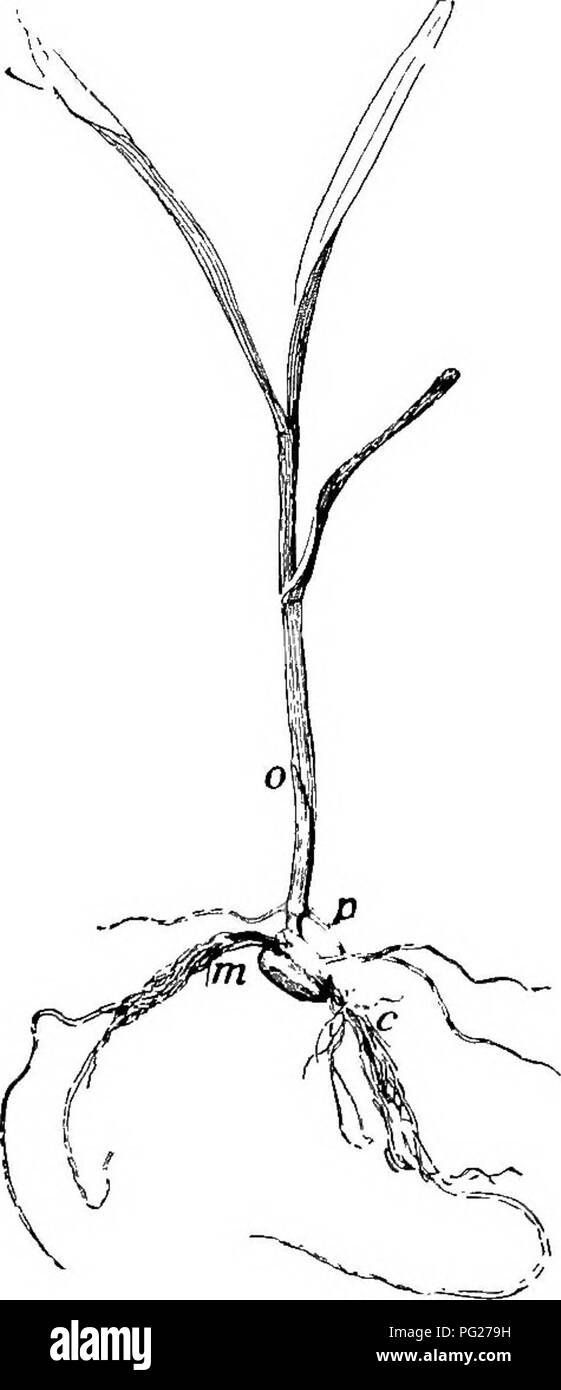 . Principianti " botanica. La botanica. 26 principianti " Botanica guaina, c, m ; il epicotyl è cresciuto a /; il primo plu- mulo-leaf è a 0. Nello studio di mais o di altri frutti o semi, l'allievo dovrebbe notare come i semi sono disposti come su COB. Il conteggio delle righe su un tutolo di mais. Dispari o Pari in numero.'' sempre lo stesso numero '&GT;. La seta è lo stile: Trovare dove è stato attaccato al kernel. Ha fatto l'orecchio hanno tutte le coperture ? Spiegare. Descrivere i colori e i contrassegni di chicchi di mais e di piselli, fagioli, Castor bean. Gimnosperme. - I semi nel cono di pino, non essendo sbarrato in un seme-nave, prontamente fa Foto Stock