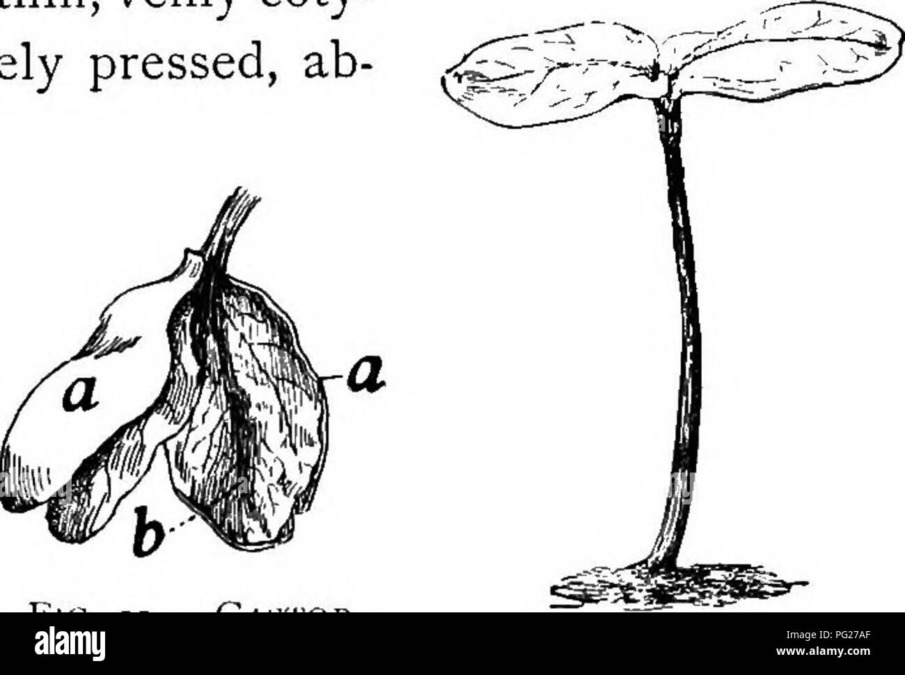. Principianti " botanica. La botanica. Fig. 21.- Germina- zione del Castor bean. Fig. 22. - Castor bean. Endosperma a,n', coty- ledons a b. Fig. 23. - La germinazione completa in Castor bean. Endosperma ad un assorbitore, la sostanza (Fig. 22). I cotiledoni aumentano di dimensioni in cui raggiungere l'aria (Fig. 23), e diventare funp- zionale foglie.. Si prega di notare che queste immagini vengono estratte dalla pagina sottoposta a scansione di immagini che possono essere state migliorate digitalmente per la leggibilità - Colorazione e aspetto di queste illustrazioni potrebbero non perfettamente assomigliano al lavoro originale. Bailey, L. H. (Liberty Hyde), 1858-1954. New York, Th Foto Stock