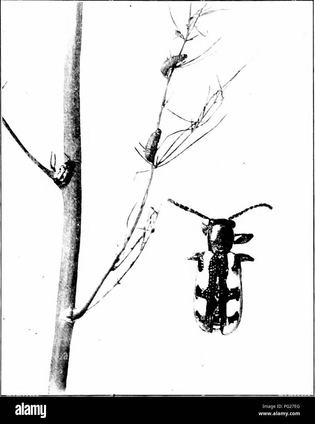 . Insetti dannosi : come riconoscere e il loro controllo . Pesti di insetto e pesti di insetto. Piccolo l^EFTLES AXD attaccando le larve del fogliame 153 l'adulto è un quarto di pollice lungo, hltie nero nel colore di terra, la sua ala eo"ers giallo, liordered e contrassegnato con blu scuro e il suo torace rosso. Esso è attivo in haliits, dodging aroimd uno stelo quando. Fig. 150. - Gli asparagi Beetle. Larvip e adulti dimensione naturale e ingrandita per adulti. Originale. disturbato. Il grub è di tre decimi di pollice lungo, grigiastra o olio d'oliva, con un brillante testa nera. I coleotteri emerge dal loro stato di ibernazione quarti circa il tempo tha Foto Stock