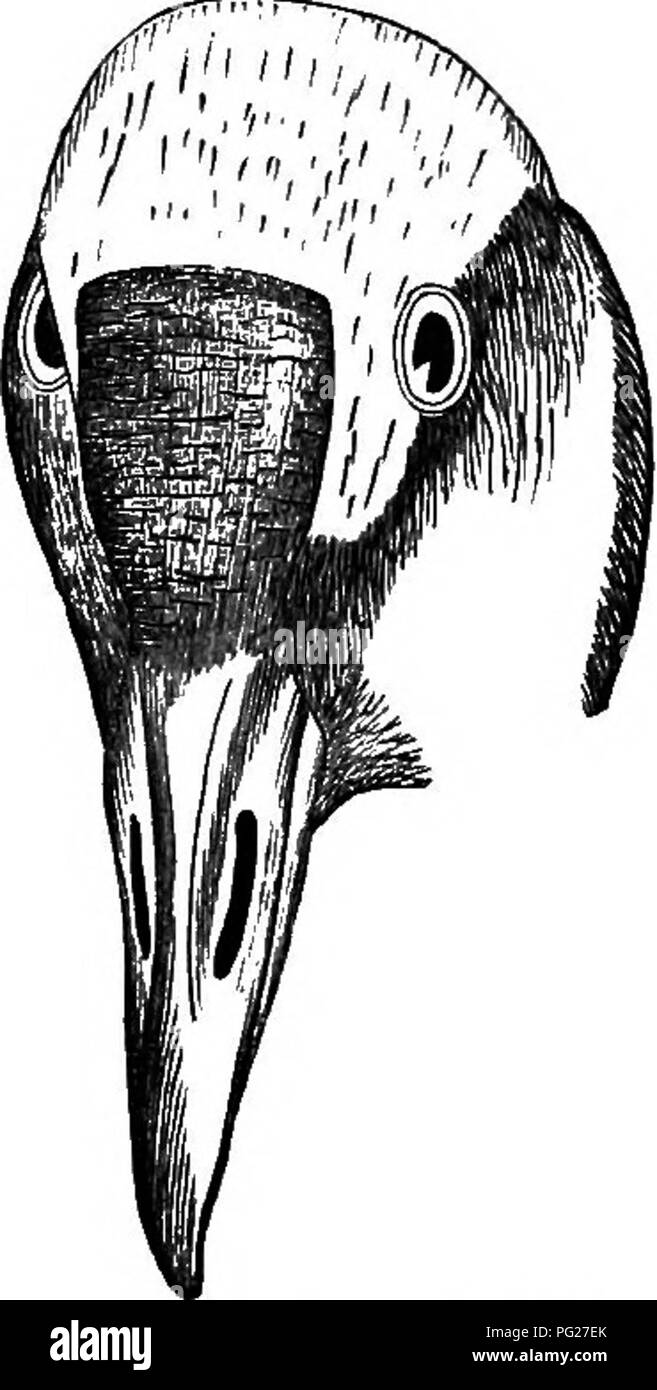 Questa guida completa copre tutte le specie di uccelli viventi e fossili del Nord America, dagli Stati Uniti e il Messico alla Groenlandia e alla bassa California. Comprende sezioni sull'anatomia degli uccelli, la classificazione e le tecniche di lavoro sul campo per la raccolta e la conservazione dei campioni. Foto Stock