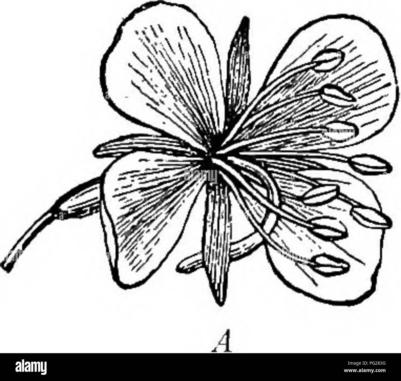 Questo libro di testo di botanica per le scuole secondarie spiega i meccanismi dell'impollinazione, con particolare attenzione alle strutture floreali protogine e protandroie, e come gli insetti facilitino l'impollinazione incrociata. Foto Stock