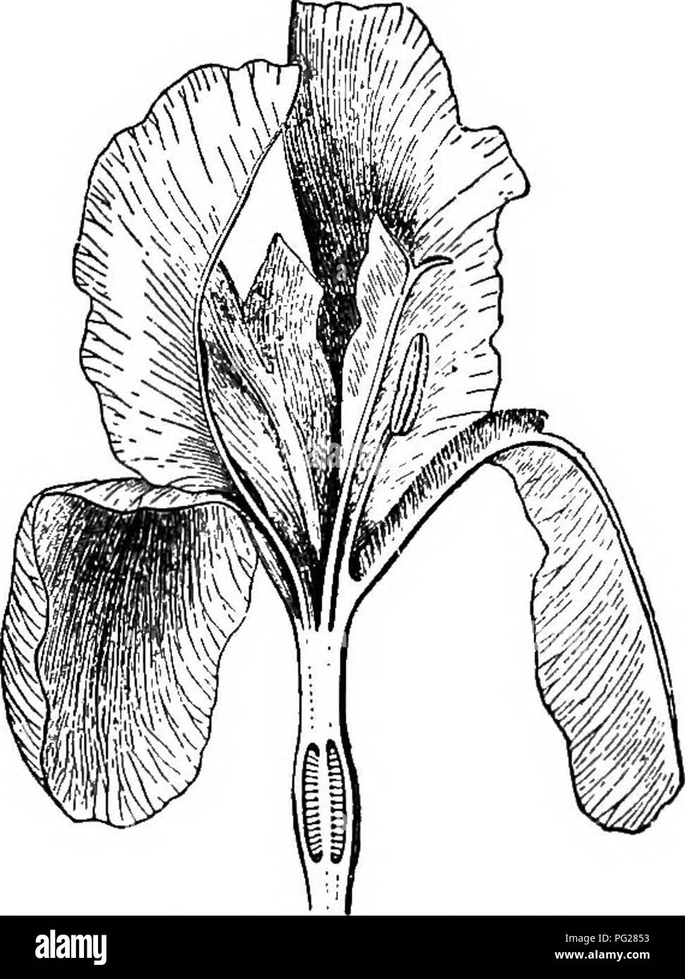 . Un libro di testo di botanica per le scuole secondarie. La botanica. Fiori e insetti 247 i numerosi stami e il singolo carpel sono in un cluster racchiuso in una barca-struttura sagomata (chiglia) formata da due dei petali (Fig. 241). Lo stigma è al vertice dello stile e dei progetti un po' al di là delle sacche di polline, alcuni di cui il polline lodges su una zona pelose sullo stile sotto lo stigma. Mentre lo stigma non è alto- gether sicura dalla ricezione di alcuni polline, la posizione non è a favore di esso. La chiglia sporgente è il nat- ural approdo per un'ape visitando il fiore; ed è inserita in modo che il Foto Stock