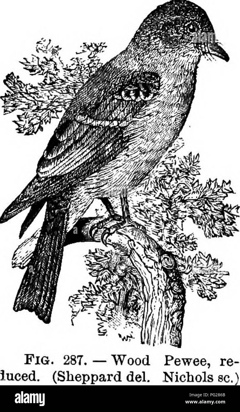 Questa guida completa agli uccelli nordamericani include resoconti dettagliati delle specie viventi e fossili presenti in tutto il continente, tra cui la Groenlandia e la bassa California. Comprende la classificazione ornitologica, l'anatomia degli uccelli e i metodi per la raccolta e la conservazione degli esemplari. Foto Stock