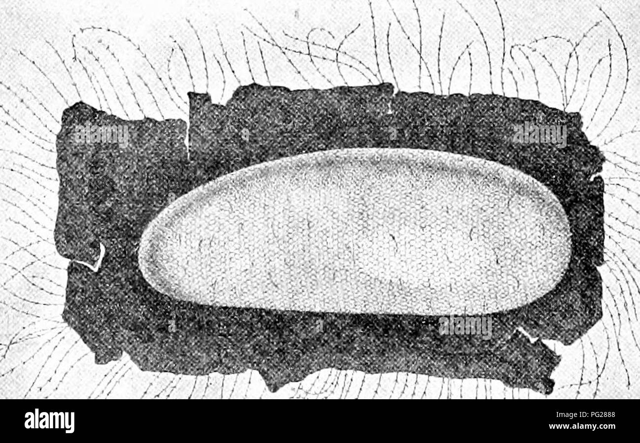 . Langstroth sull'alveare &AMP; miele delle api. Le api. 4 FISIOLOGIA DEL MIELE^-EEE. "Il lavoratore trascorre molto del suo tempo ui l'aria aperta. Ac- curato e potente visione sono essenziali per il corretto prosecu- zione delle sue fatiche, e qui ho trovato tlie occhio composto possiedono- ing circa 6.300 sfaccettature. Nella madre di questo lavoratore mi aspettavo di trovare un numero in meno, per queens sanno poco di luce diurna. Dopo il matrimonio sono fuori di porte ma una volta, o al massimo due volte in un anno.* Questo esempio verificato la mia previsione, mostrando 4,920 faccette su ciascun lato della testa. Un figlio di questa madre, molto di un soggiorno-at-home als Foto Stock