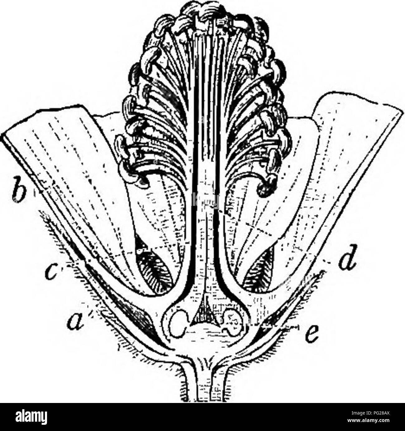 . Un libro di testo di botanica per le scuole secondarie. La botanica. 226 UN LIBRO DI TESTO OP botanica. visibile dall'esterno, guardando come due sacchi, chiamato pol- len sacs L. Normalmente, pertanto, il fiore stame è detto di avere due sacche di polline. Nella maggior parte dei casi il polline sacs deve essere aperta in modo che il polline possono sfuggire e il metodo di apertura differisce in fiori diversi. Di gran lunga il modo più comune è per ciascun polline sac a split lunghezza aperto- saggio e questa linea di divisione di solito è chiaramente visibile sulla superficie della sacca sigillata (Fig. 210, A). In alcuni casi tuttavia, ciascun polline sac si apre nella parte superiore, eithe Foto Stock