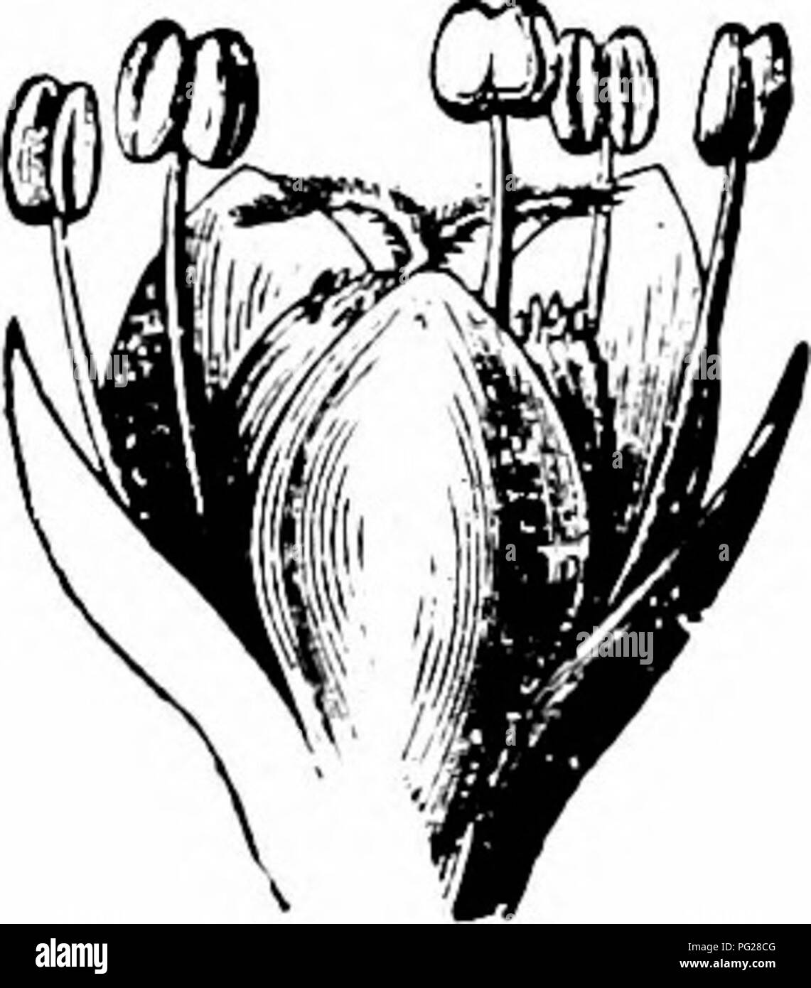 . Manuale di impollinazione dei fiori : basato su Hermann Mu?iler di lavoro "La fertilizzazione di fiori da insetti' . La fecondazione di piante. 334 Angiospermae Dicotyledones-757. Salicornia L. Fiori ermafroditi e priva di nettare. 2429. S. herbacea L. (riscaldamento, ' Ekskursioner"; Knuth, ' Beato u. Insekt. a. d. nordfr. Ins.", p. 126 ; Schulz, 'Beitrage", I, p. 93.)-Schulz dice che i fiori di questa specie sono debolmente protogynous, ma possiedono stimmi persistente, di modo che in conseguenza della prossimità delle antere automatic self-impollinazione è facilmente possibile. 758. Kochia Roth. Come precedi Foto Stock