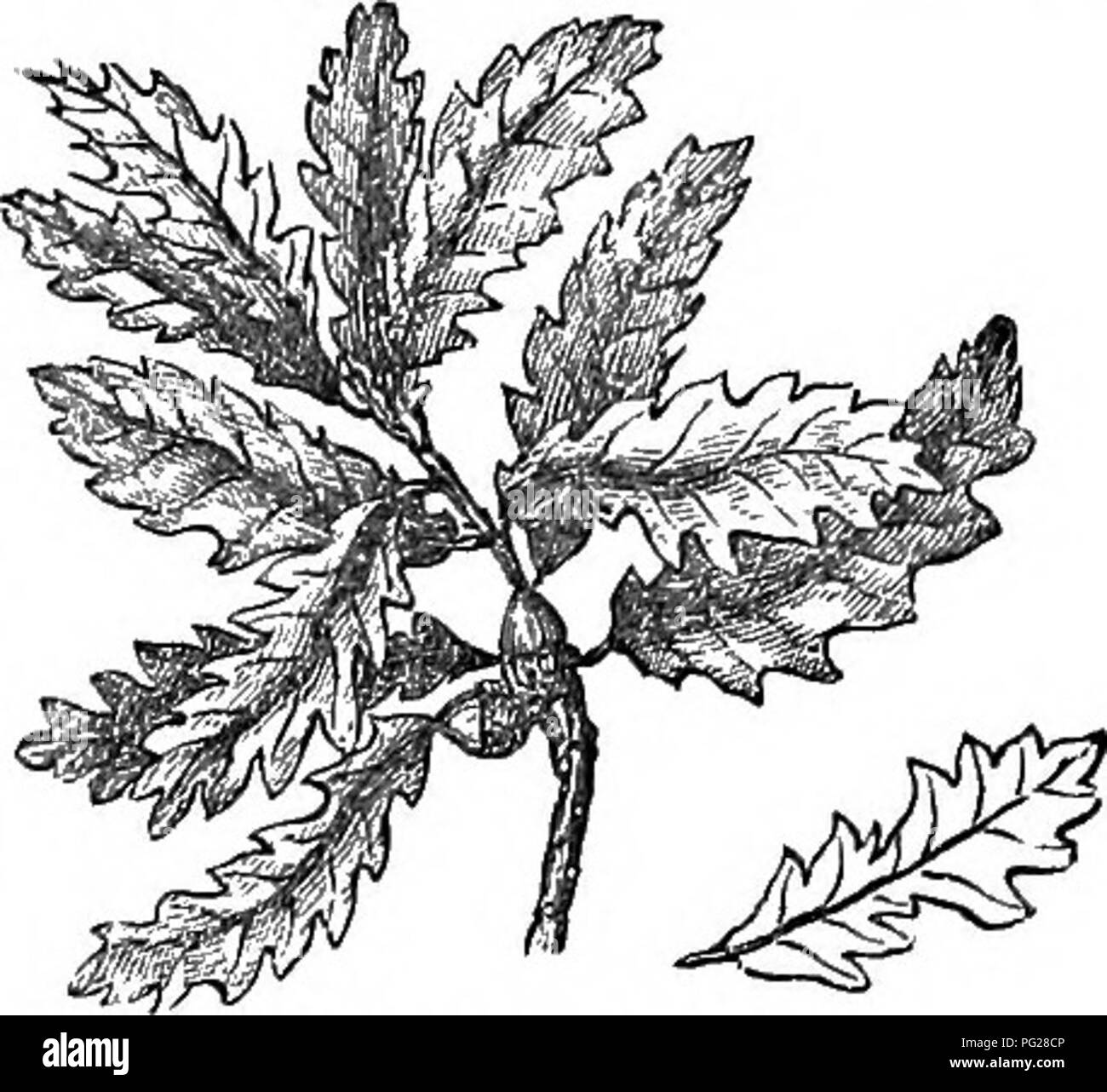 Questa versione abbreviata del *Arboretum et Fruticetum Britannicum* descrive gli alberi e gli arbusti duri della Gran Bretagna, sia nativi che stranieri, dettagliandone la propagazione, la coltivazione e gli usi in orticoltura. Foto Stock