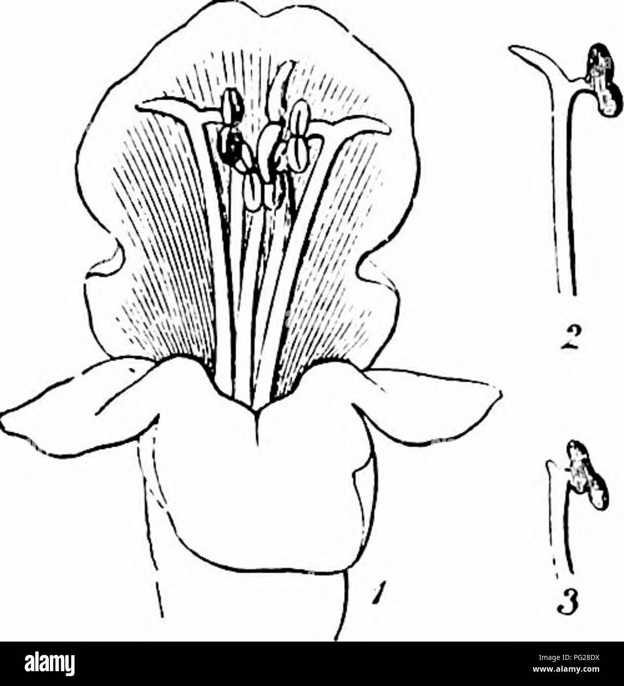 . Manuale di impollinazione dei fiori : basato su Hermann Mu?iler di lavoro "La fertilizzazione di fiori da insetti' . La fecondazione di piante. 3Io Angiospermae Dicotyledones-impollinazione incrociata è così effettuata dall insetto-visite. (Hermann Muller non osservare automatic self-impollinazione; Axll, tuttavia, afferma che si verifichi ed è efficace.) oltre a fiori ermafroditi, ci sono spesso quelli femmina, secondo Schulz, fino al 50%, generalmente 10-20%, e questi sono distribuiti in parte gynomonoe- ciously e parzialmente gynodioeciously. Kirchner descrive due forme di piccolo fiore scorte femmina. Foto Stock