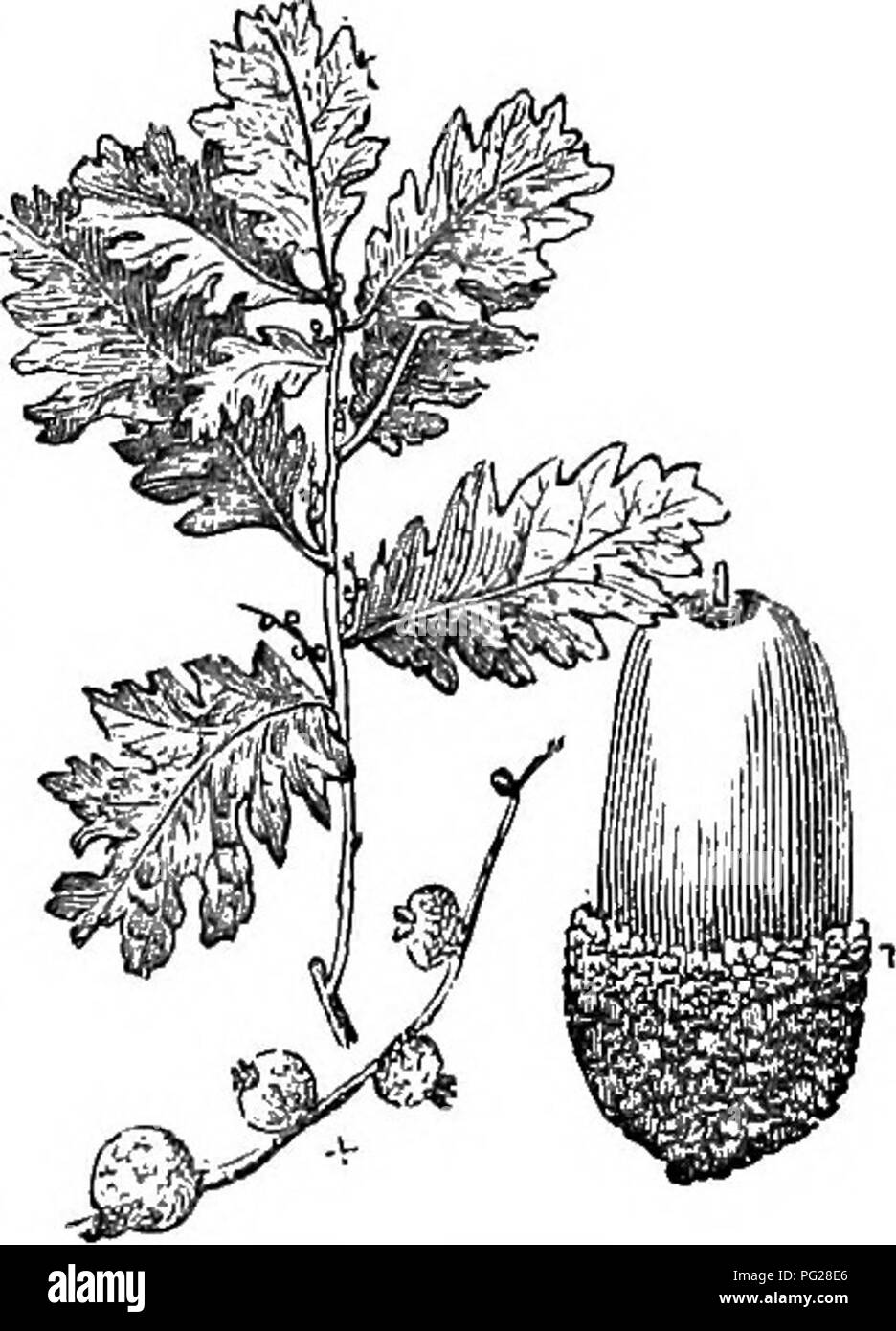 . Alberi e arbusti : un abridgment dell'Arboretum et fruticetum britannicum : contenente la hardy alberi e schrubs della Gran Bretagna, native e straniere, scientificamente e popolarmente descritto : con la loro propagazione, della cultura e degli usi e delle incisioni di quasi tutte le specie. Alberi e arbusti; le foreste e la silvicoltura. 15r.O. D. E'Sciilus. Spec. Char., SFC. Foglie di forma ovale-oblunga, sinuated, liscio ; più pallida sotto ; seg- menti bluntish, alquanto angolare alla base. Frutto di quasi sessili. Calice squamosa, semisferica. {Smith.) un albero a foglie decidue di medio formato. Il sud dell'Europa. Altezza 20 m. a 0,30 m. Intr Foto Stock