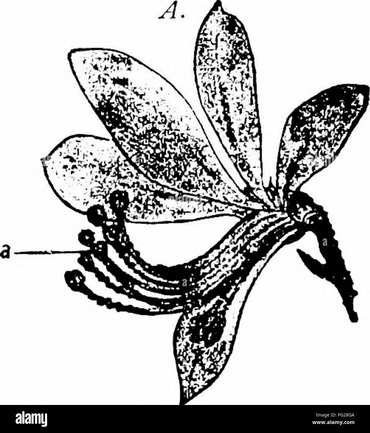 . Manuale di impollinazione dei fiori : basato su Hermann MuÌller di lavoro "La fertilizzazione di fiori da insetti' . La fecondazione di piante. 240 ANGIOSPERMAE-âDICOTYLEDONES '{6) Chysididae: 29. Chrysis ignita Z., skg. (H. M.). (C) Evaniidae: 30. Gasterup- tion affectator F., skg. (H. M.); 31. G. jaculator F., fare. (H. M.). {D) Ichneuvionidae: 32. Ichneumon sp., skg. (H. R1). (E) Scoliidae: 33. Tiphia minuta v. d. L. J, skg. (H.M.). (/) Sphegidae: 34. Crabro chrysostoma LEP. $, skg. (Budd.); 35. C. clavipes L., fare. (H.M.); 36. C. dives B.-Sch.t,, non. (Budd.); 37. C. elongatulus -â . d. L. $, fare. (H Foto Stock