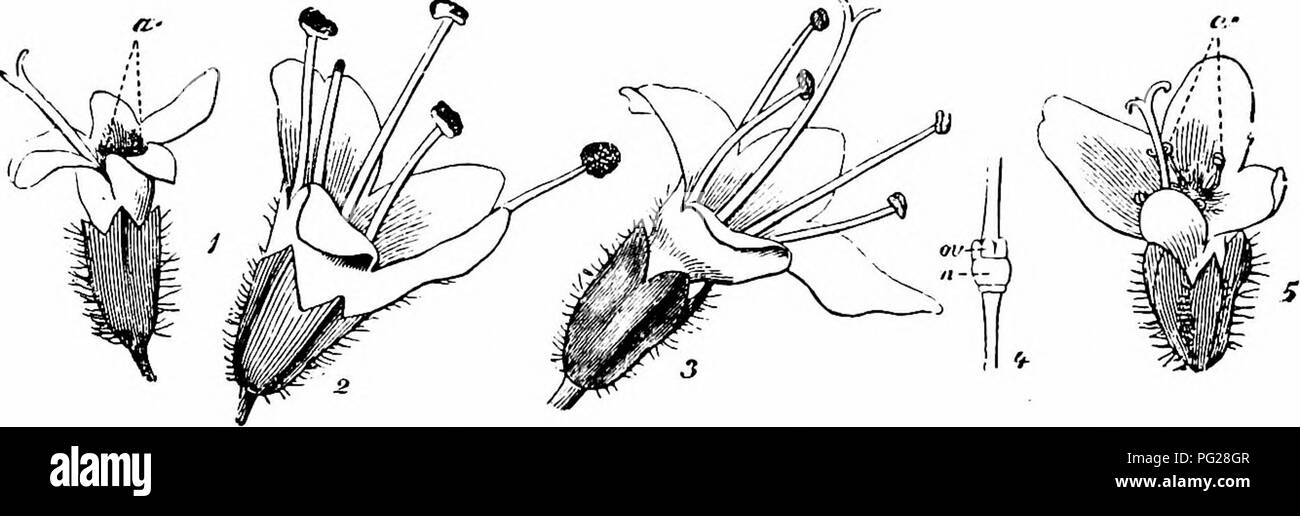 . Manuale di impollinazione dei fiori : basato su Hermann Mu?iler di lavoro "La fertilizzazione di fiori da insetti' . La fecondazione di piante. 248 Angiospermae Dicotyledones-situato al di sotto dell'ovaio secerne abbondanti di nettare, che è nascosto nella base della corolla-tubo; in fiori ermafroditi questo è di circa 3 mm., e in quelli di sesso femminile di circa 2 mm. a lungo. La bocca del fiore è completamente lA mm. e un mm. di diametro rispettivamente. Il nettare è pertanto accessibile anche a breve-tongued insetti. Esso è protetto dalla pioggia da peli di raggiungere dalla superficie interna della corolla-tubo nella sua middl Foto Stock