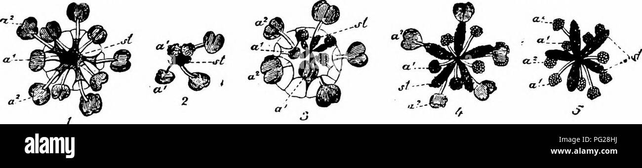 . Manuale di impollinazione dei fiori : basato su Hermann Mu?iler di lavoro "La fertilizzazione di fiori da insetti' . La fecondazione di piante. GERANIACEAE 225 in questa specie di nuovo l'accesso degli insetti striscianti a fiori tlie è impedito dal carattere ghiandolare del calice. 567. G. lucidum L.-Kerner afferma che i piccoli fiori di questa specie sono aperti dalle 7 a.m. alle 8 p.m. Oltre al protogynous fiori ermafroditi-in grado di auto-impollinazione-ci sono quelli femmina gynomonoeciously distribuiti. Visitatori. - Nel Dumfriesshire 6 hover-mosche sono state registrate (Scott-EUiol, " Flora di Dumfries Foto Stock