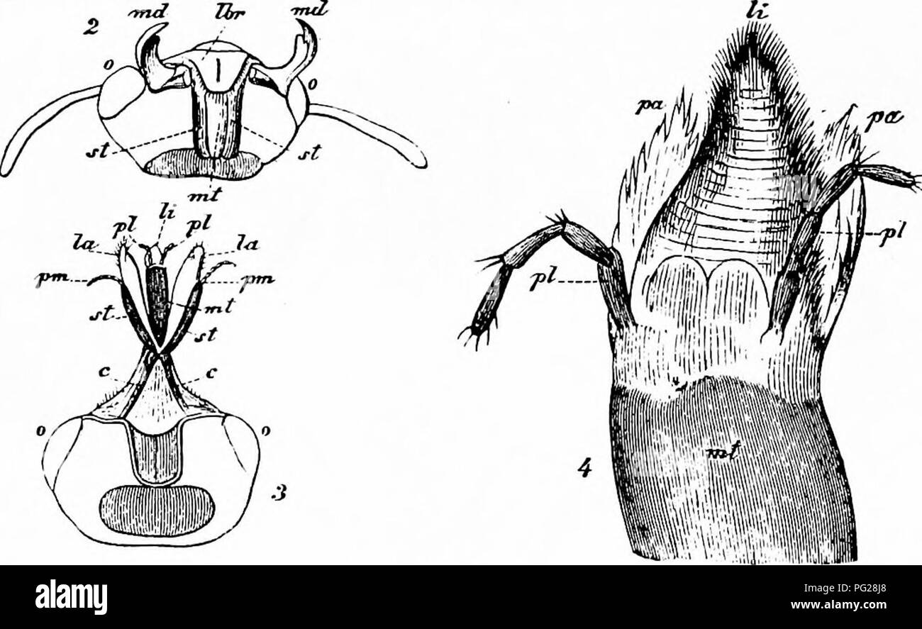 . Manuale di impollinazione dei fiori : basato su Hermann Mu?iler di lavoro "La fertilizzazione di fiori da insetti' . La fecondazione di piante. 152 INTRODUZIONE La potenza di piegatura fino alla bocca inferiore-parti nella cavità della testa per mordere e di dispiegamento e sporgenti in queste parti per aspirare, esiste in scavando vespe (Fossores) tanto come in Prosopis. Sebbene questi insetti talvolta si trovano sui fiori, la maggior parte di loro store fino ad altri insetti nei loro fori nella terra o nelle pareti per l'uso del loro larve. Prosopis, pertanto, non è specificamente adattata a fiore-cibo. Hermann MuUer (' fertili Foto Stock