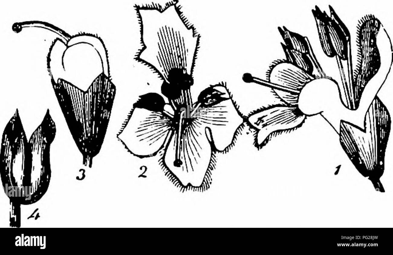 Questo manuale, basato sul lavoro fondamentale di Hermann Müller sull'impollinazione dei fiori, esplora il ruolo di varie specie di insetti, come api e hoverflies, nella fertilizzazione dei fiori. Sottolinea l'importanza del comportamento degli insetti nei processi riproduttivi delle piante, concentrandosi in particolare su specie come E. lutea L. e i loro meccanismi di impollinazione. Foto Stock
