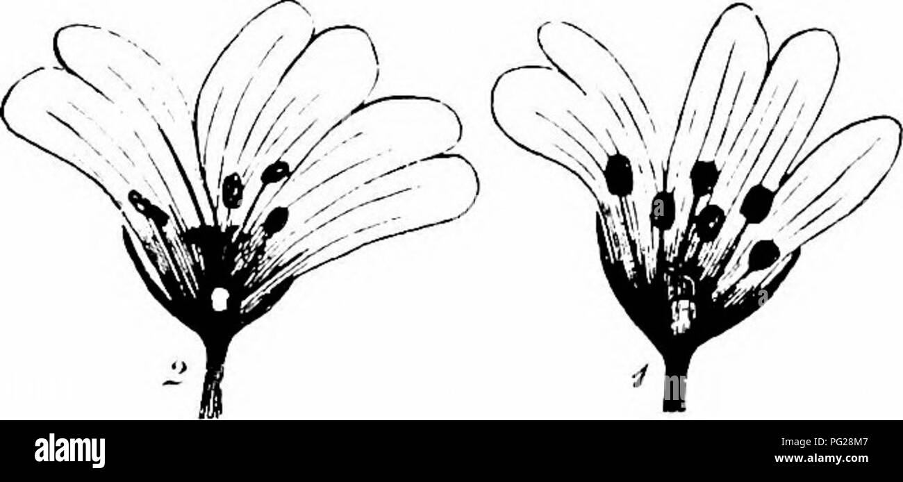 Questo *Manuale di impollinazione dei fiori* si basa sul lavoro di Hermann Müller sulla fecondazione dei fiori da parte degli insetti. Si discute dei vari meccanismi di impollinazione, concentrandosi sui fiori impollinati di insetti e sulla loro importanza ecologica nel mantenimento della biodiversità e degli ecosistemi sani. Foto Stock