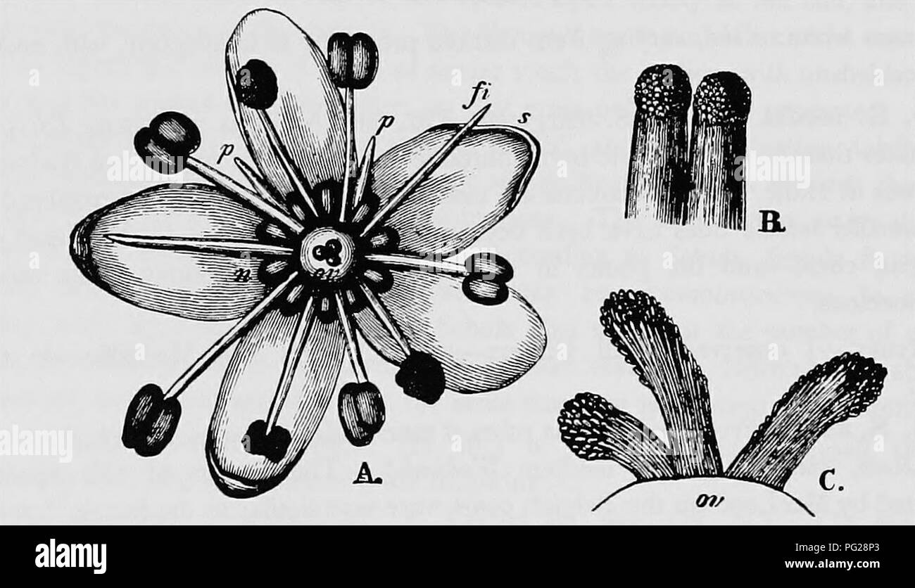 . Manuale di impollinazione dei fiori : basato su Hermann Mu?iler di lavoro "La fertilizzazione di fiori da insetti' . La fecondazione di piante. i8o Angiospermae Dicotyledones-tutti i fiori osservati da Magnus a Kissingen ha mostrato una transizione a cleistogamy, la corolla pallido che rimane chiusa. Oltre a fiori ermafroditi, Schulz notato femmine, distribuiti gynomonoeciously, più raramente gynodioeciously. Visitatori.-Ho visto il miele-bee skg. nell'isola di Sylt (' Weit. Beob.", p. 232). Verhoeff osservati i seguenti in Norderney.- A. Diptera. (A) Empidae: i. Hilara quadrivittata Mg.; (^) Muscid Foto Stock